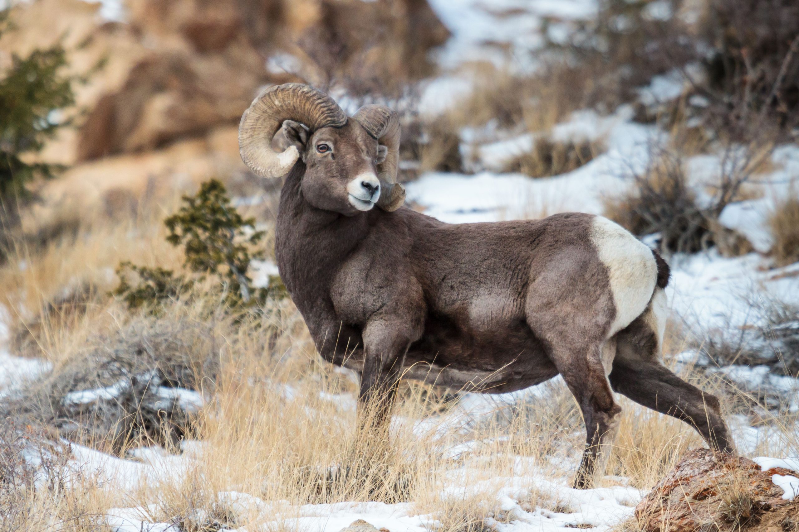 8 animales salvajes más peligrosos en Colorado