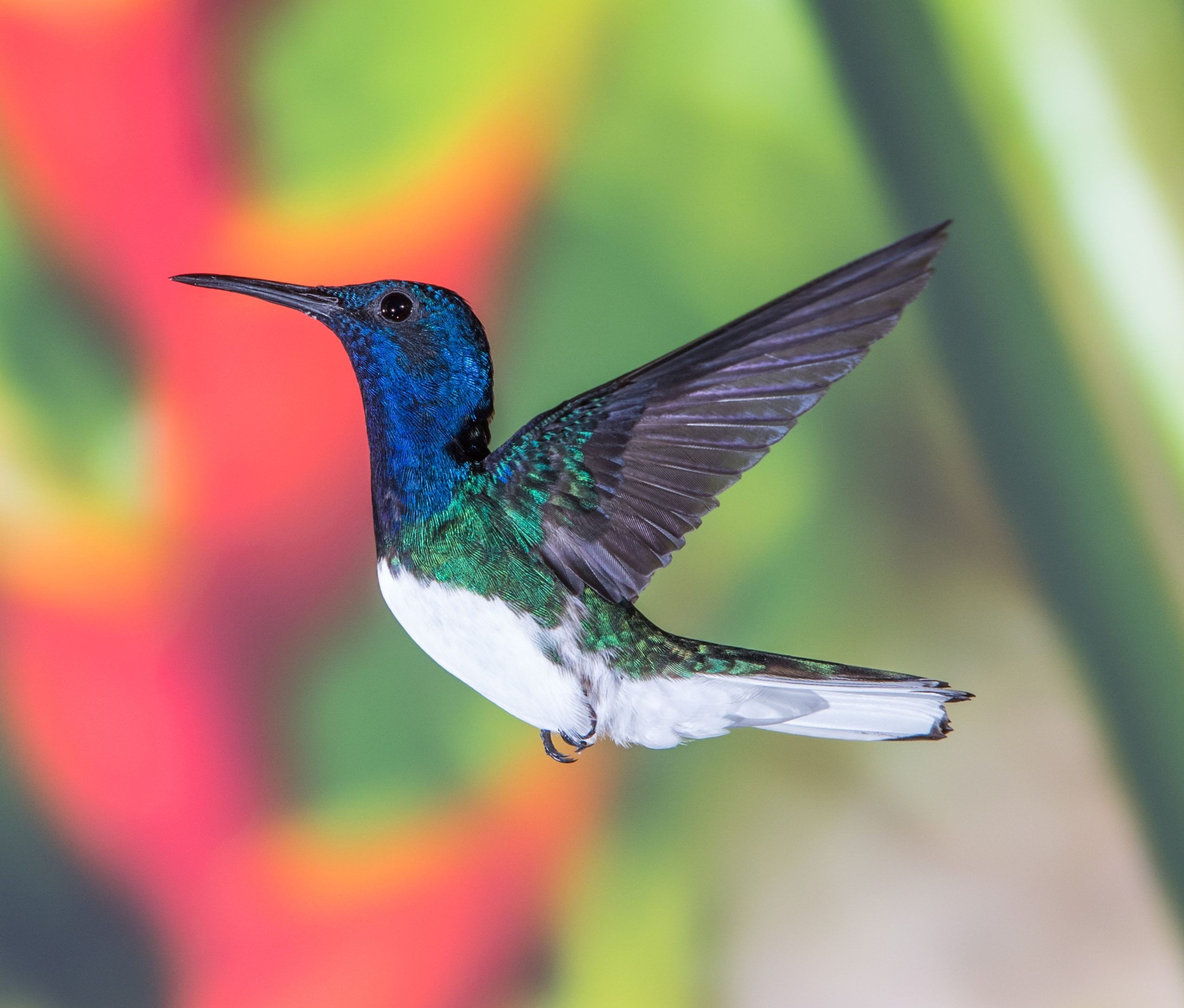 Cela peut ressembler à une chenille dangereuse, mais cet animal panaméen a une identité secrète