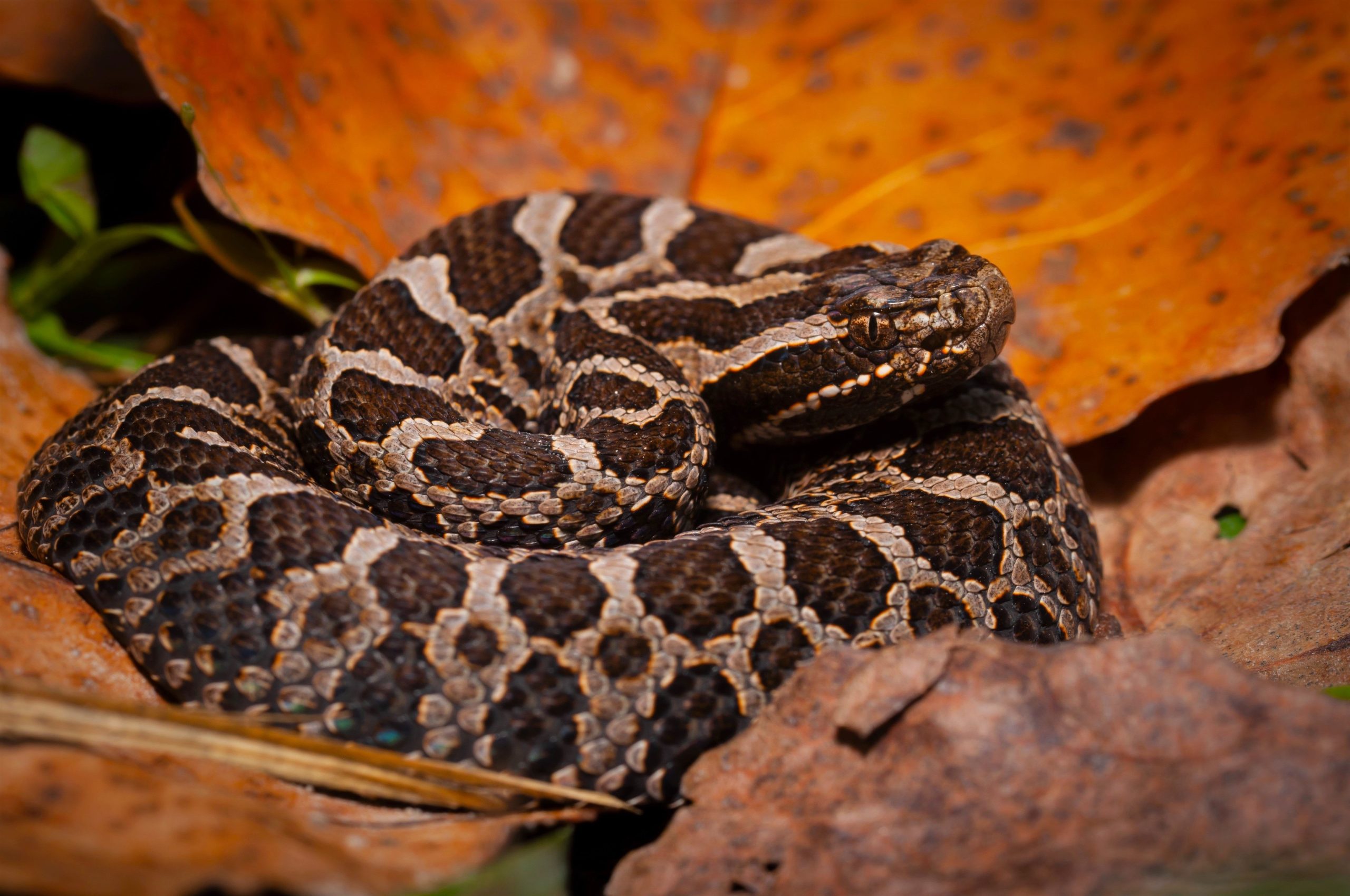 Le meurtre d'un serpent protégé dans ce parc du Michigan a des fonctionnaires éduquer le public
