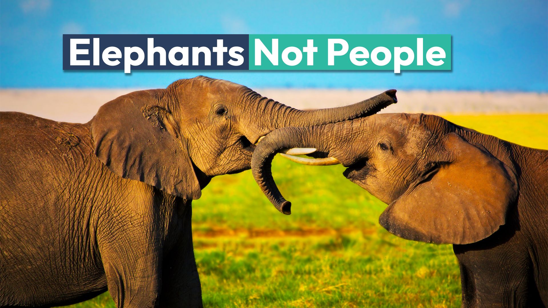 Los elefantes no son personas, las reglas de la Corte Suprema de Colorado