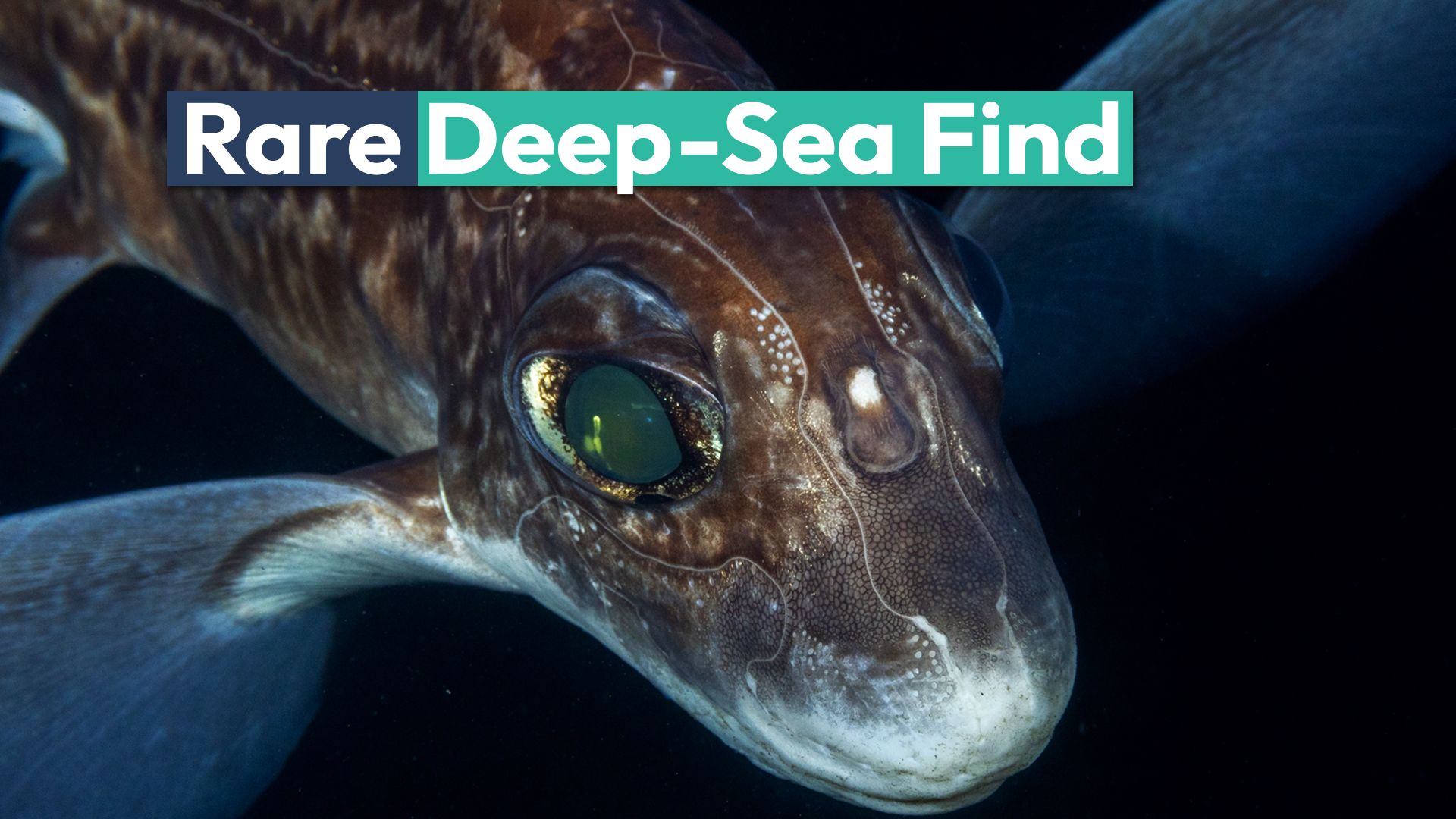 O tubarão fantasma extremamente raro foi visto na costa da Califórnia