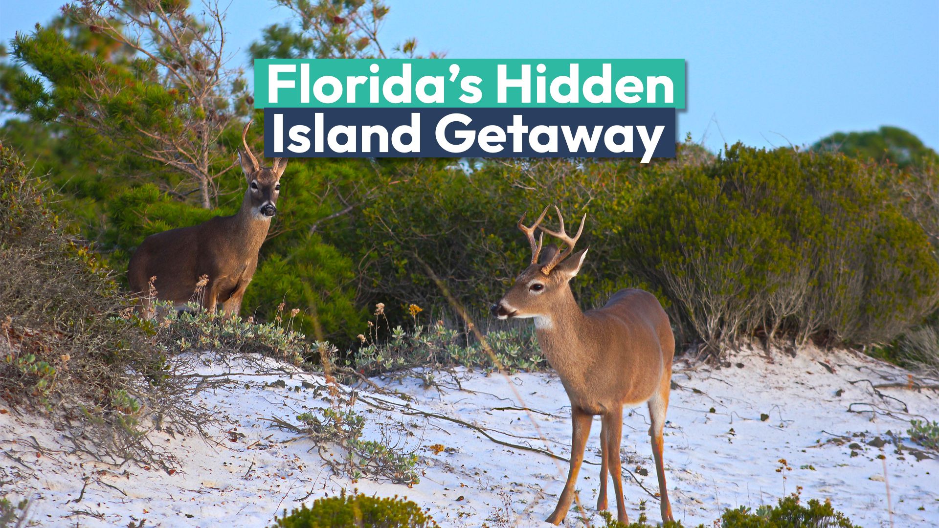 La isla más subestimada de Florida solo accesible en barco es una hermosa alternativa de Sanibel