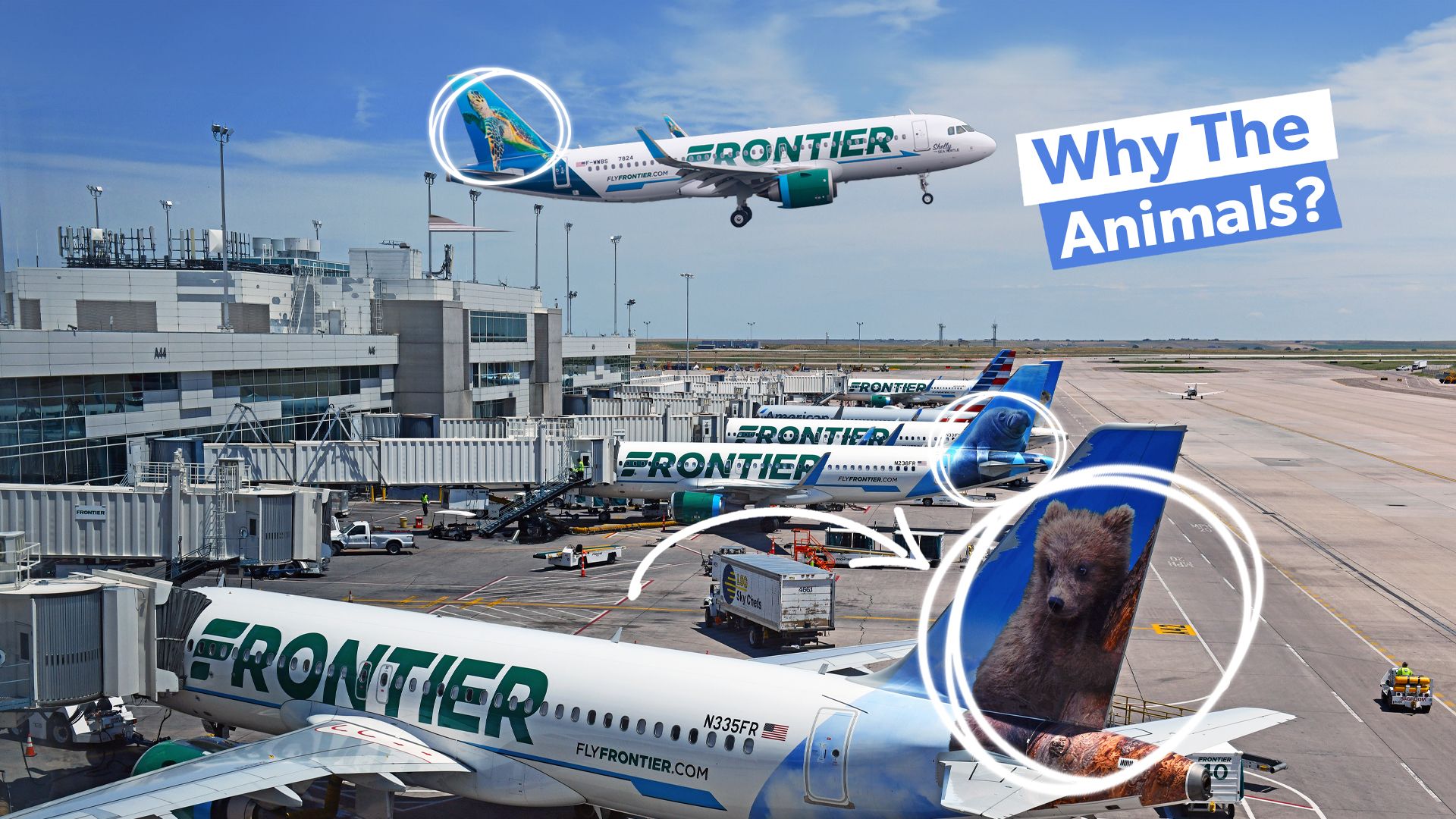 Liverías de cola con temática animal de Frontier Airlines: todo lo que necesita saber