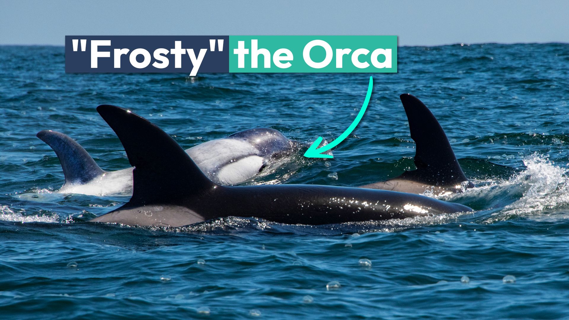 "Frosty" La rara orca blanca fue vista por última vez en los Estados Unidos