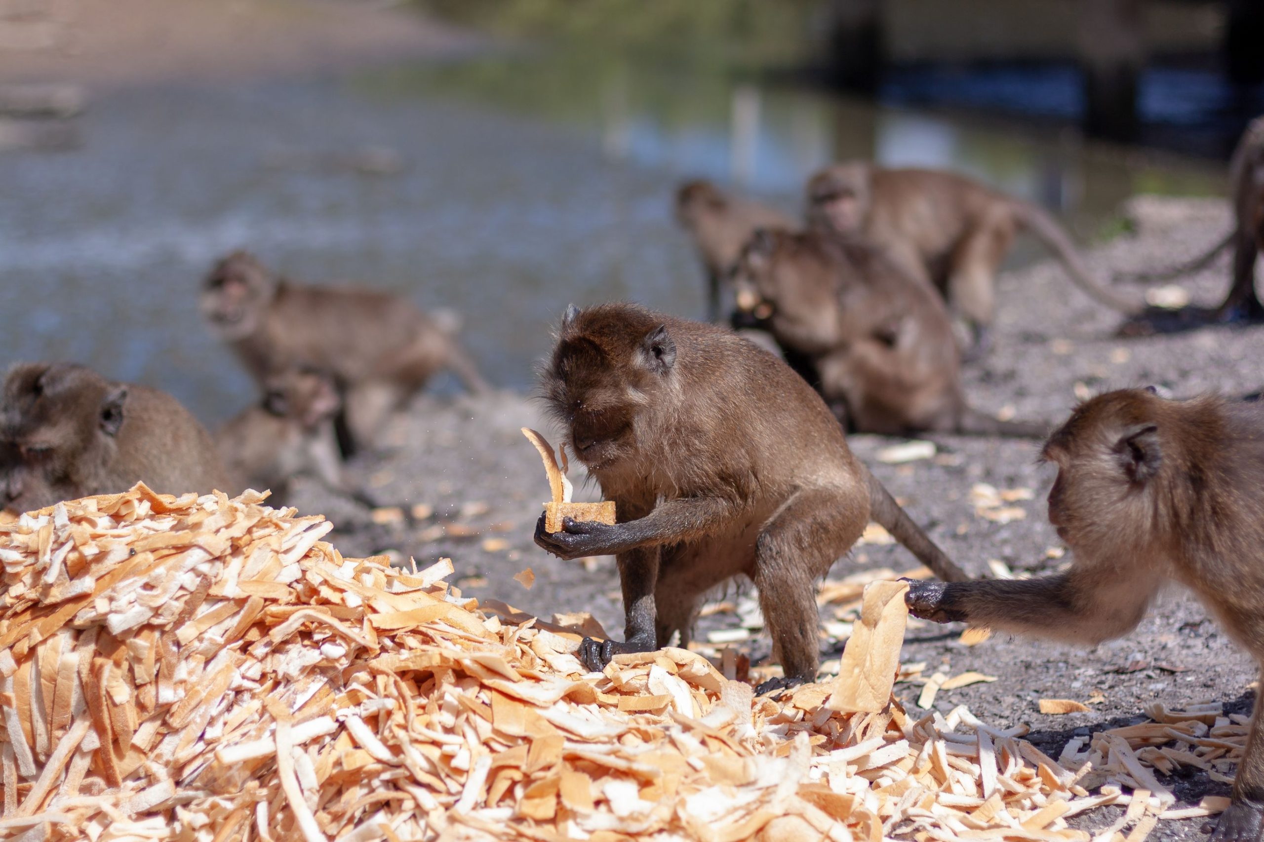 Quarenta e três macacos escaparam da instalação de pesquisa da Alpha Genesis na Carolina do Sul na noite de quarta-feira