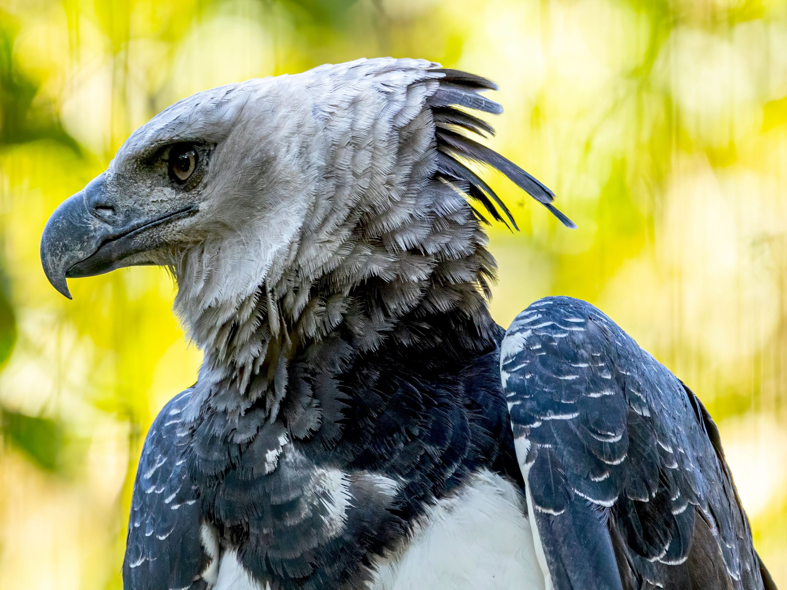 Las especies de águila que se cree que alcanzó la extinción en México sorprendentemente resurgidos