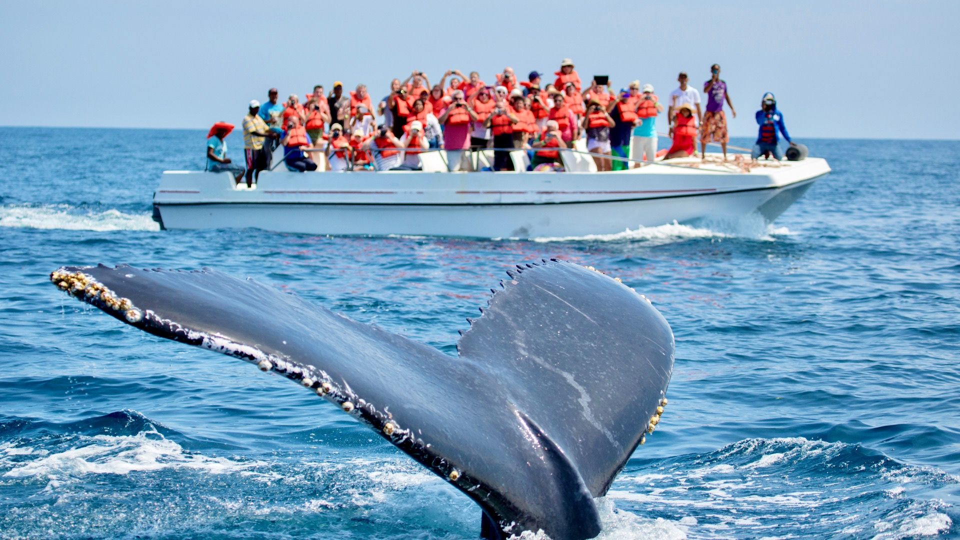 Liberté! Set à bosse libre d'un désordre emmêlé grâce à la gentillesse des bateaux d'observation des baleines