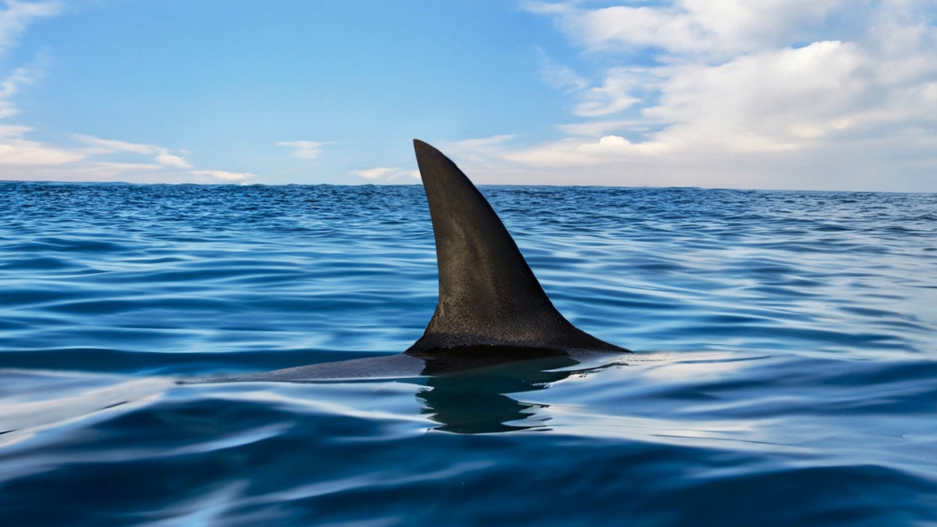 7 playas de Florida donde es menos probable que te encuentres con un tiburón