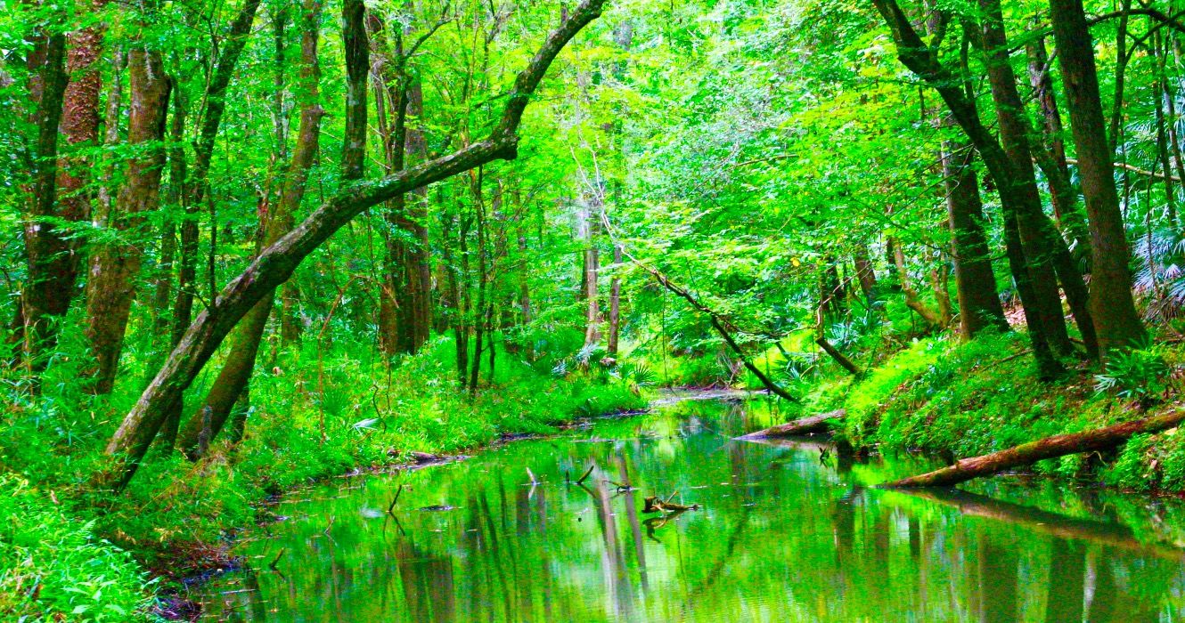 Este parque estatal de Florida subestimado se parece más a los bosques de las montañas Blue Ridge que al Sunshine State