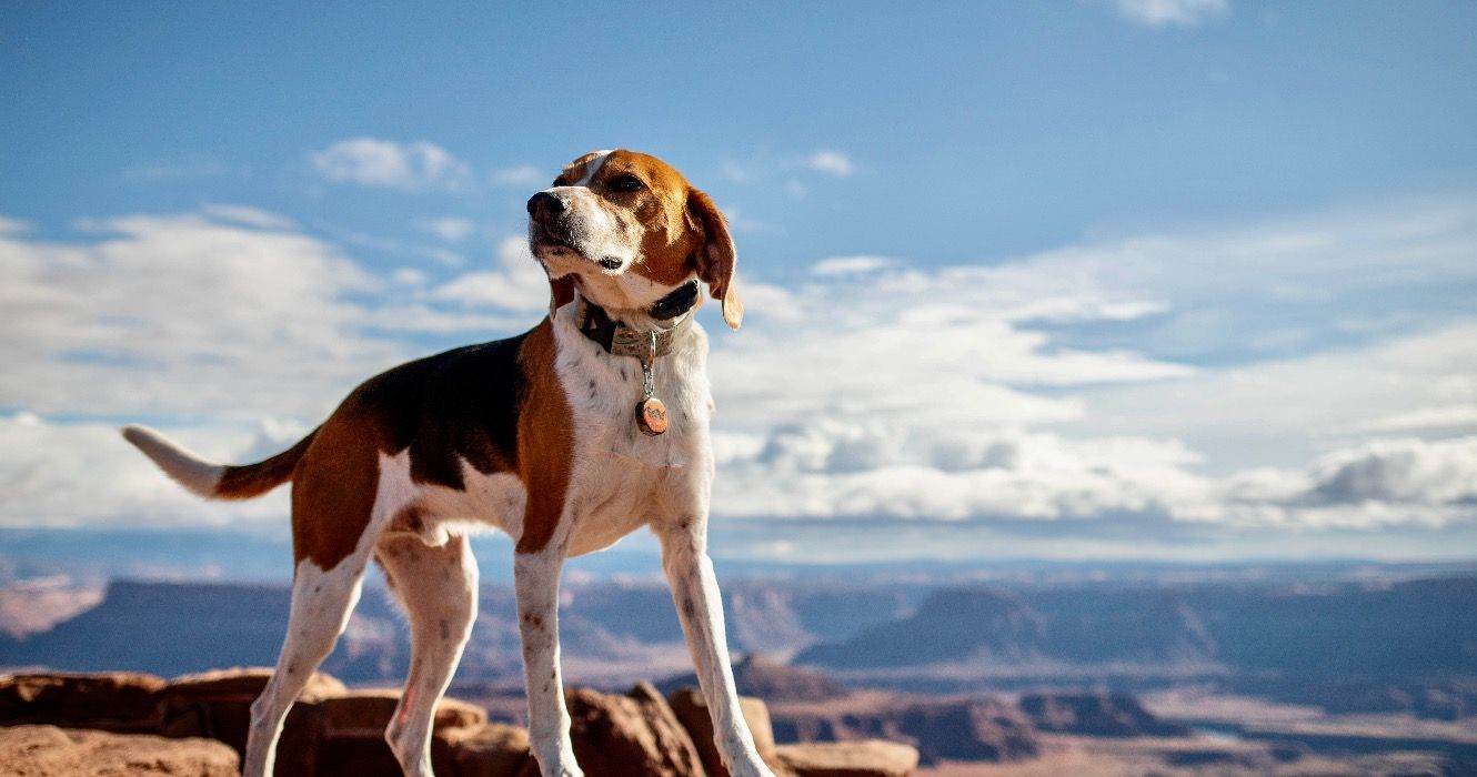 10 parcs d'État adaptés aux chiens dans l'Utah