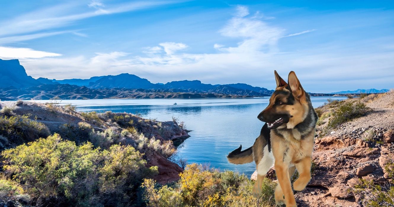10 percorsi escursionistici dell'Arizona a misura di dog in alto
