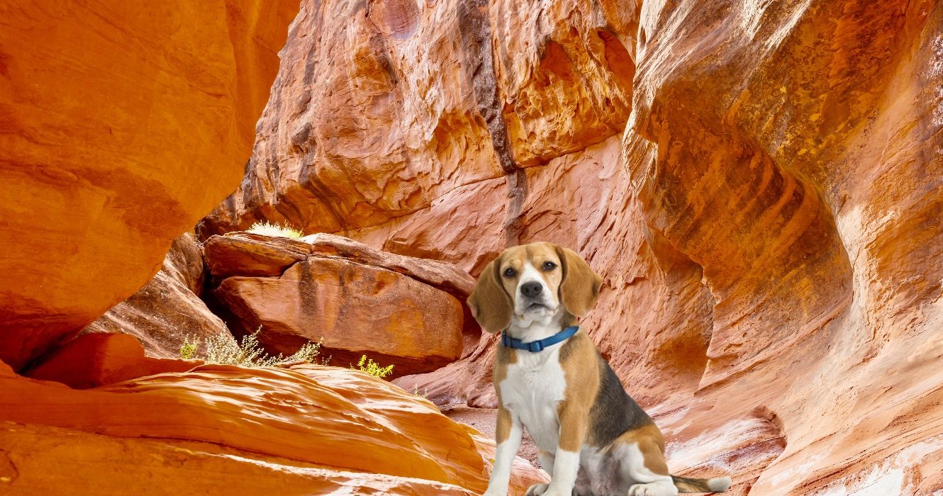 10 senderos para perros con calificación superior en Utah