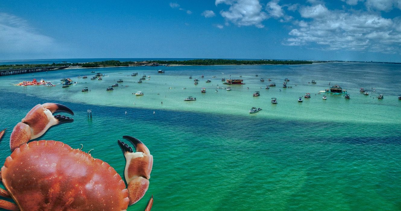 Perché il granchio dell'isola dovrebbe essere sulla tua carta del bingo in Florida