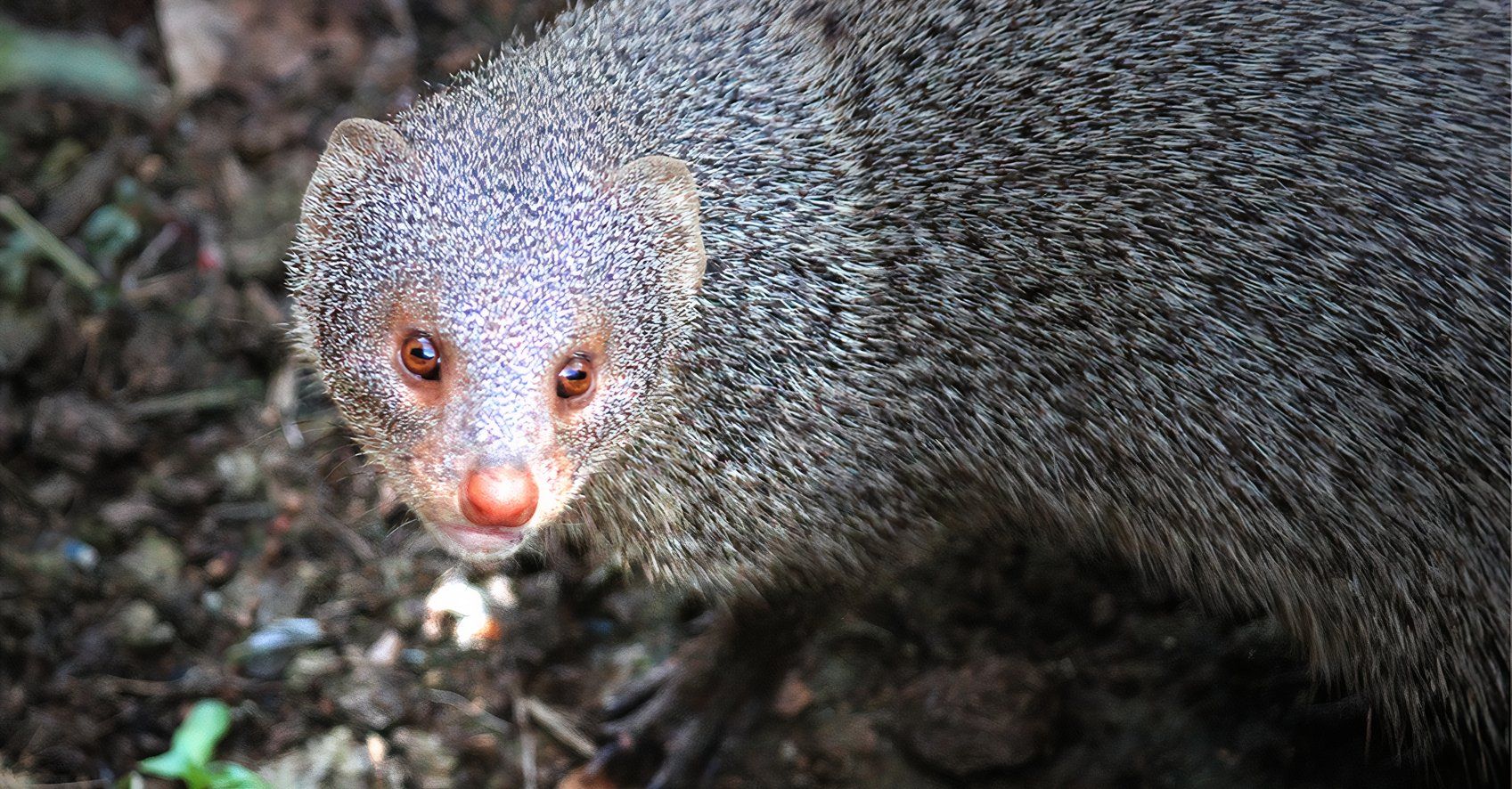 Esse animal "falante" era uma das histórias mais selvagens da vida selvagem da Europa, mas nunca foi oficialmente provado uma farsa