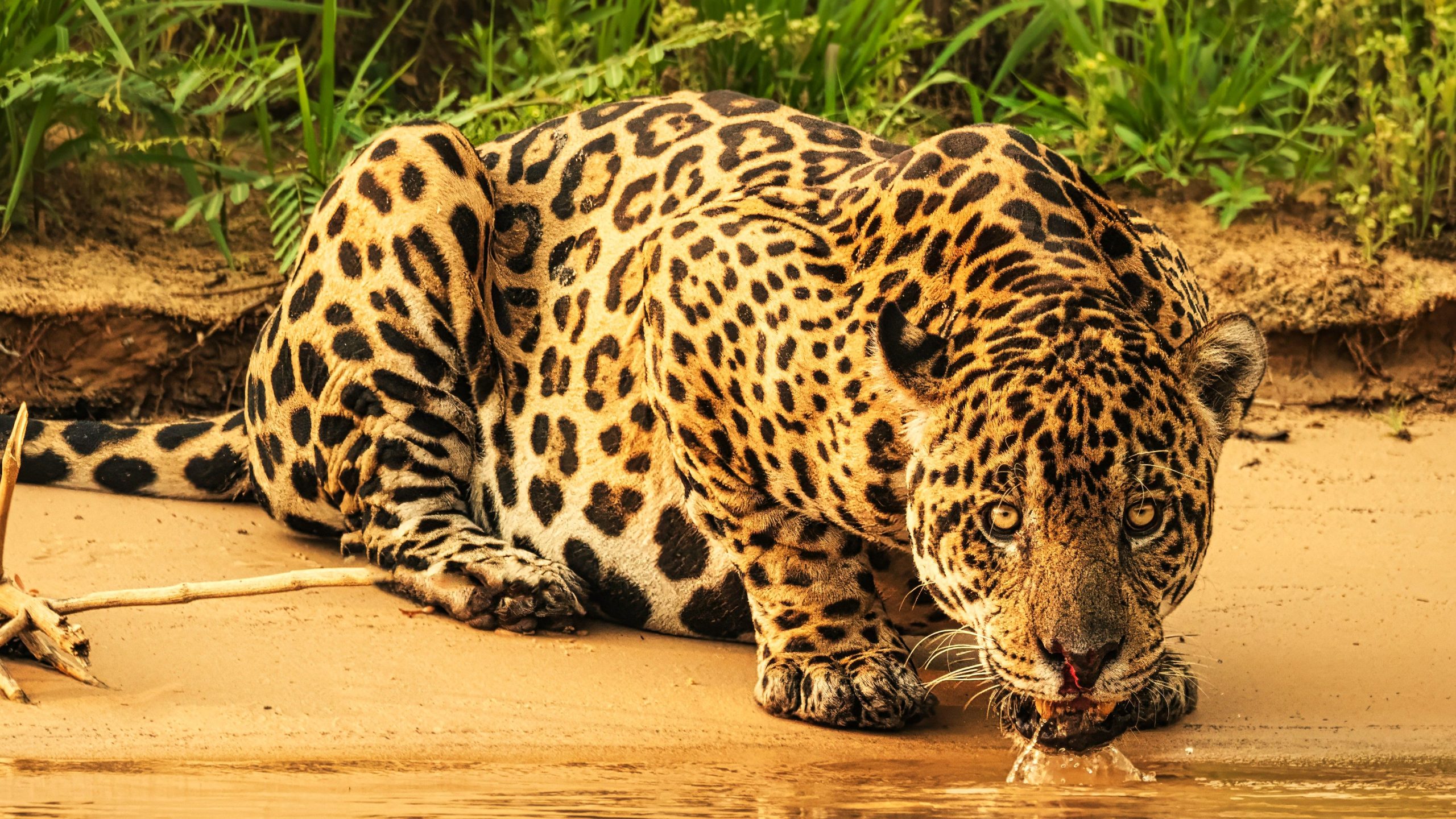 Novas espécies raras de Jaguar selvagem no Arizona são especialistas emocionantes por uma razão crucial