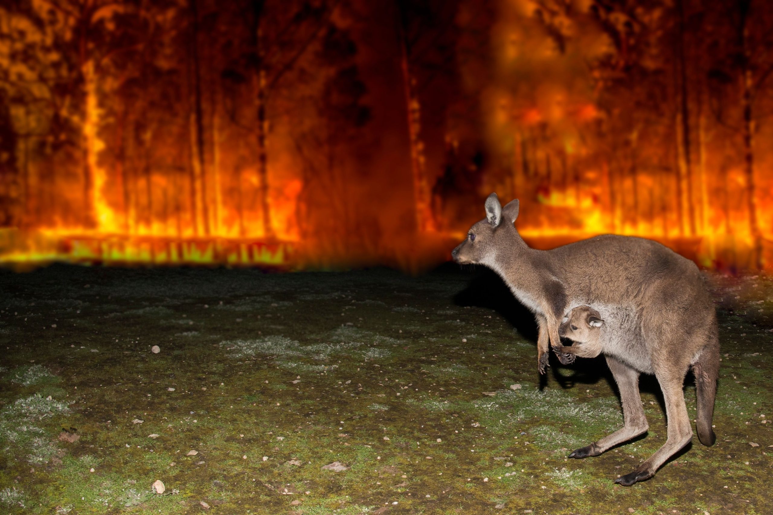 Parques nacionales en el sureste de Australia incendiados por incendios forestales que se mueven rápidamente, quemando miles de acres