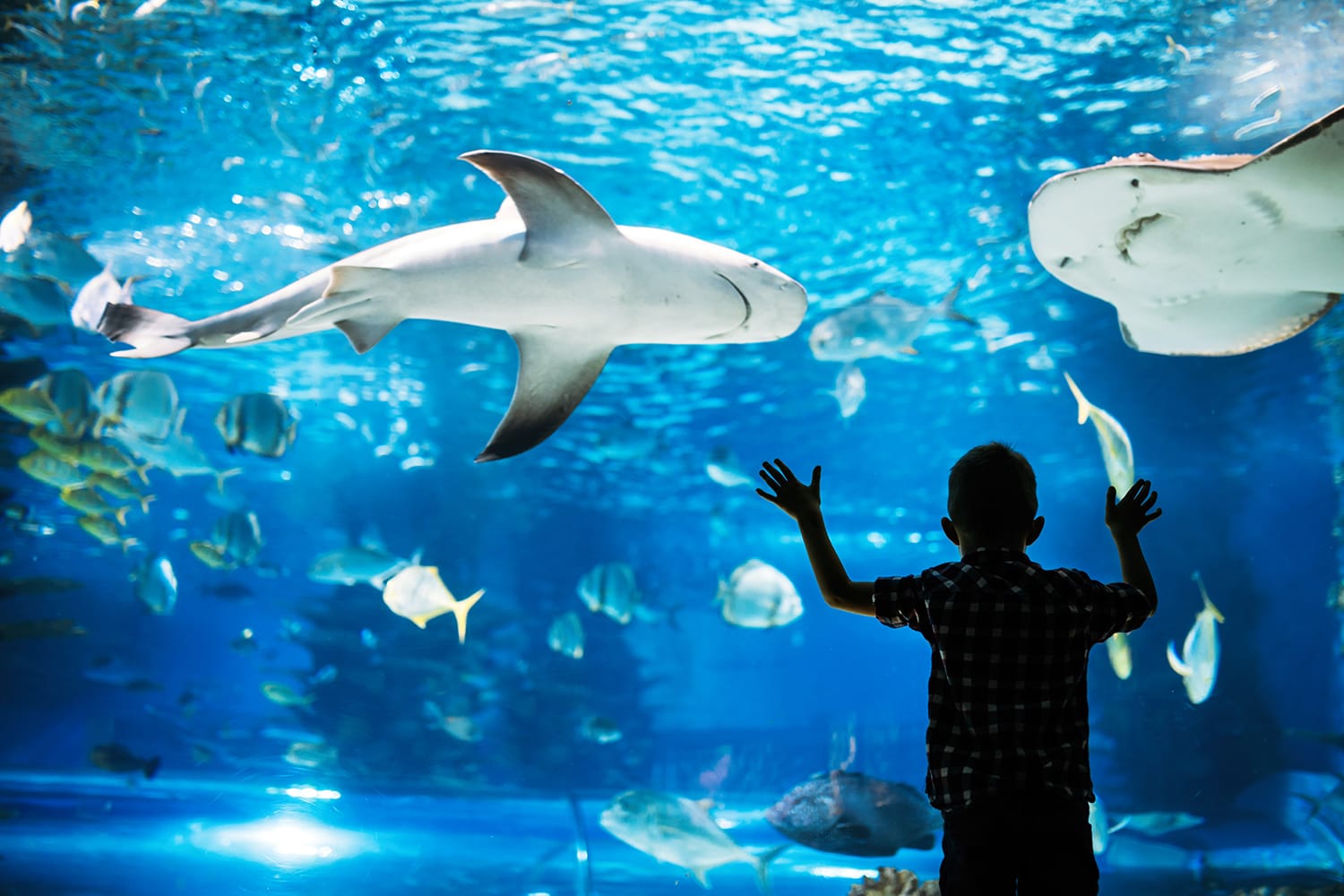 10 meilleurs aquariums en Floride, États-Unis