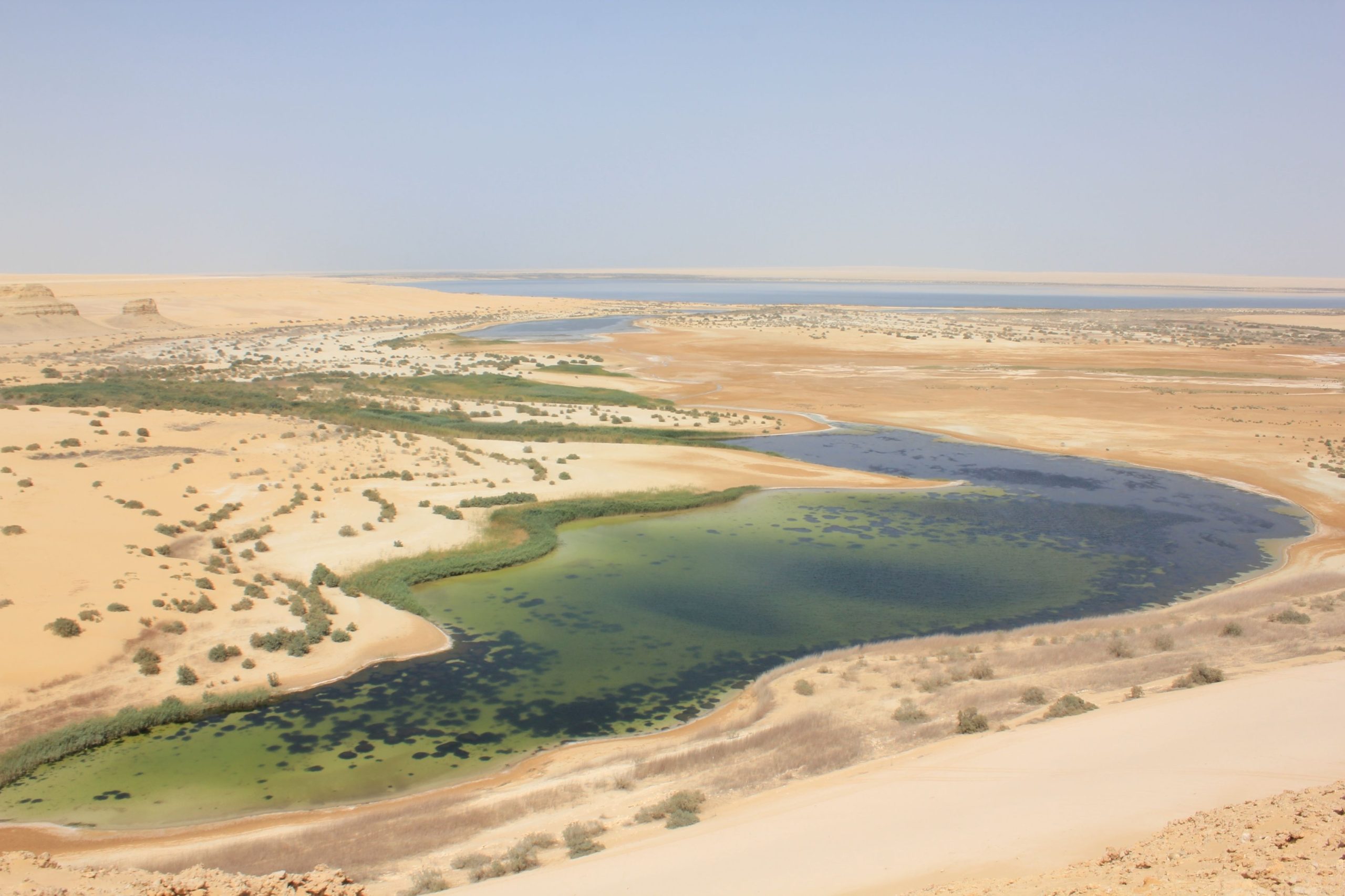 Le changement climatique a modifié le paysage du désert du Sahara, le transformant en une oasis tropicale
