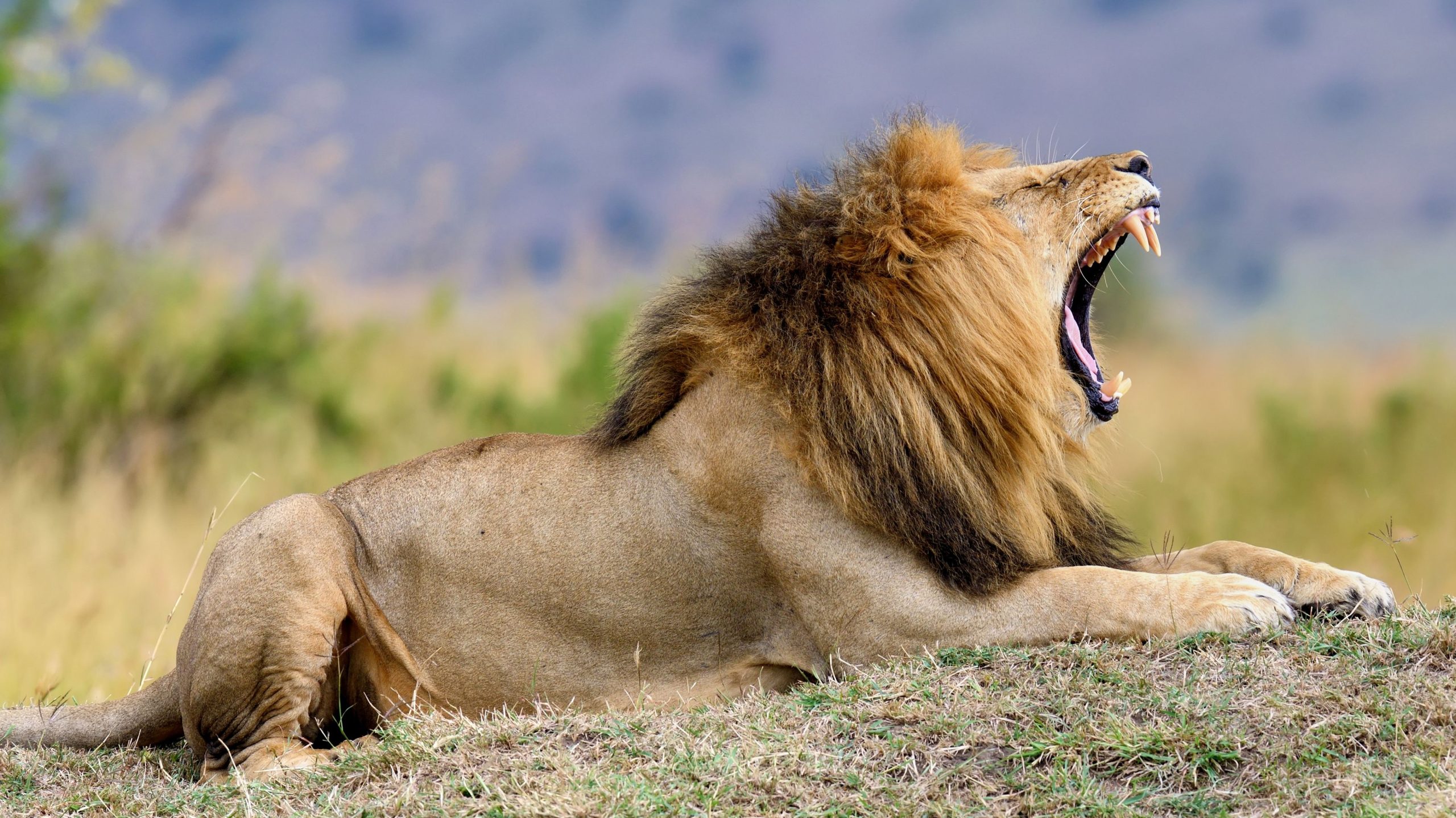 Young Boy a secouru après avoir survécu 5 jours dans le parc de gibier du Zimbabwe plein de lions
