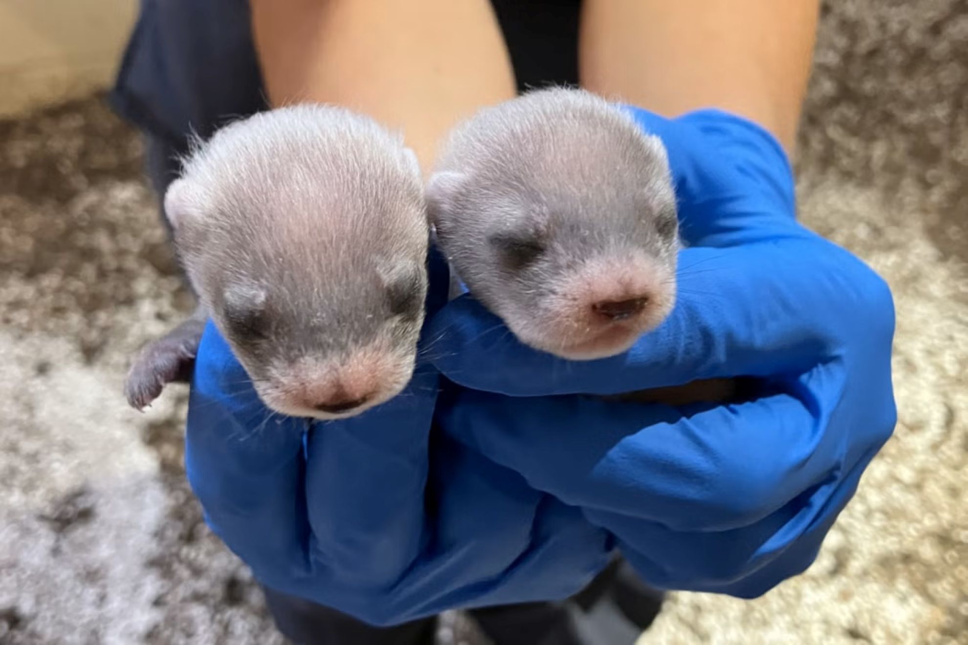 Le furet à pied noir cloné donne naissance à deux beaux kits, marquant une étape importante pour ses espèces en voie de disparition