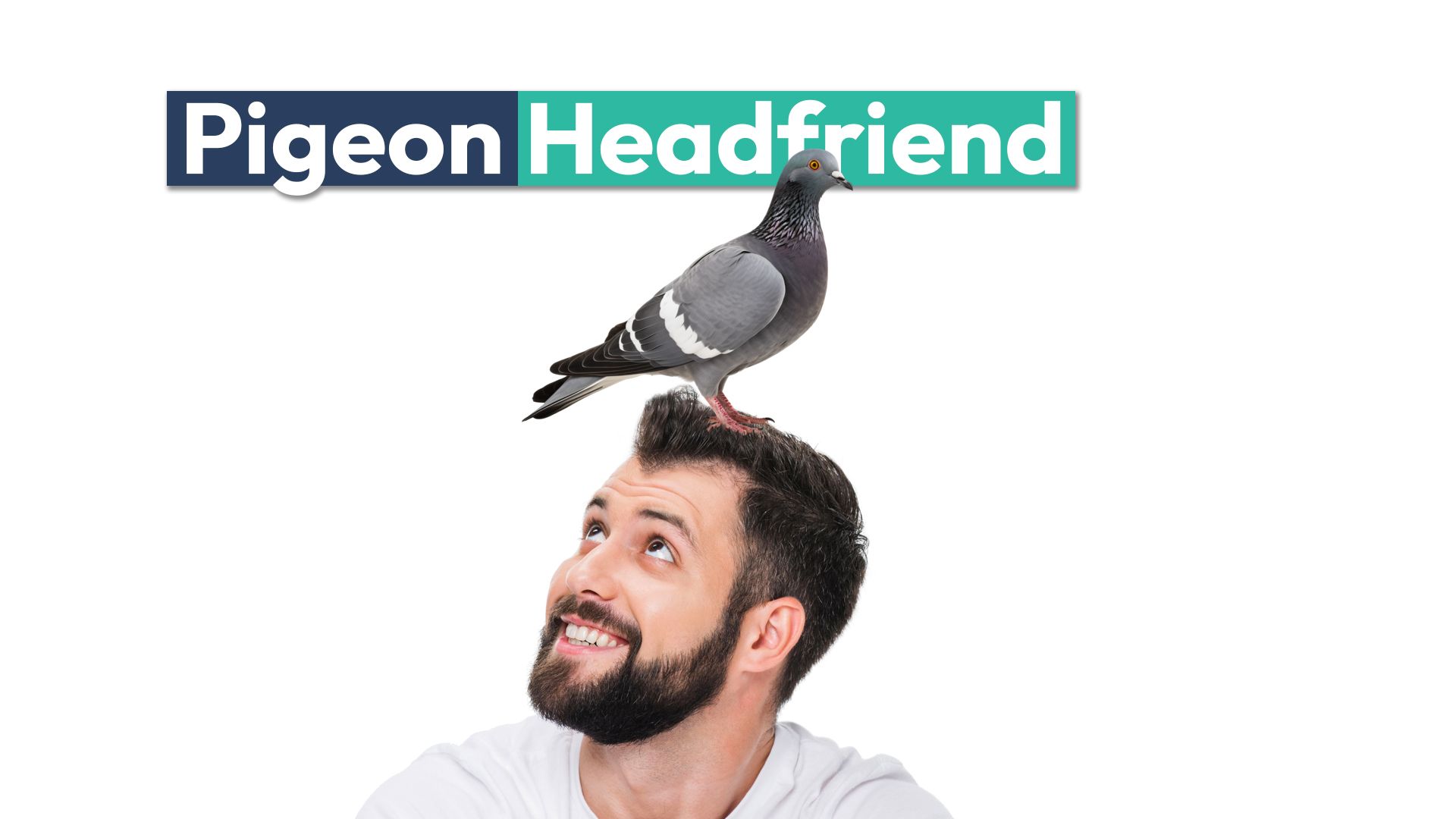 L'homme a appris à accepter un pigeon vivant sur sa tête