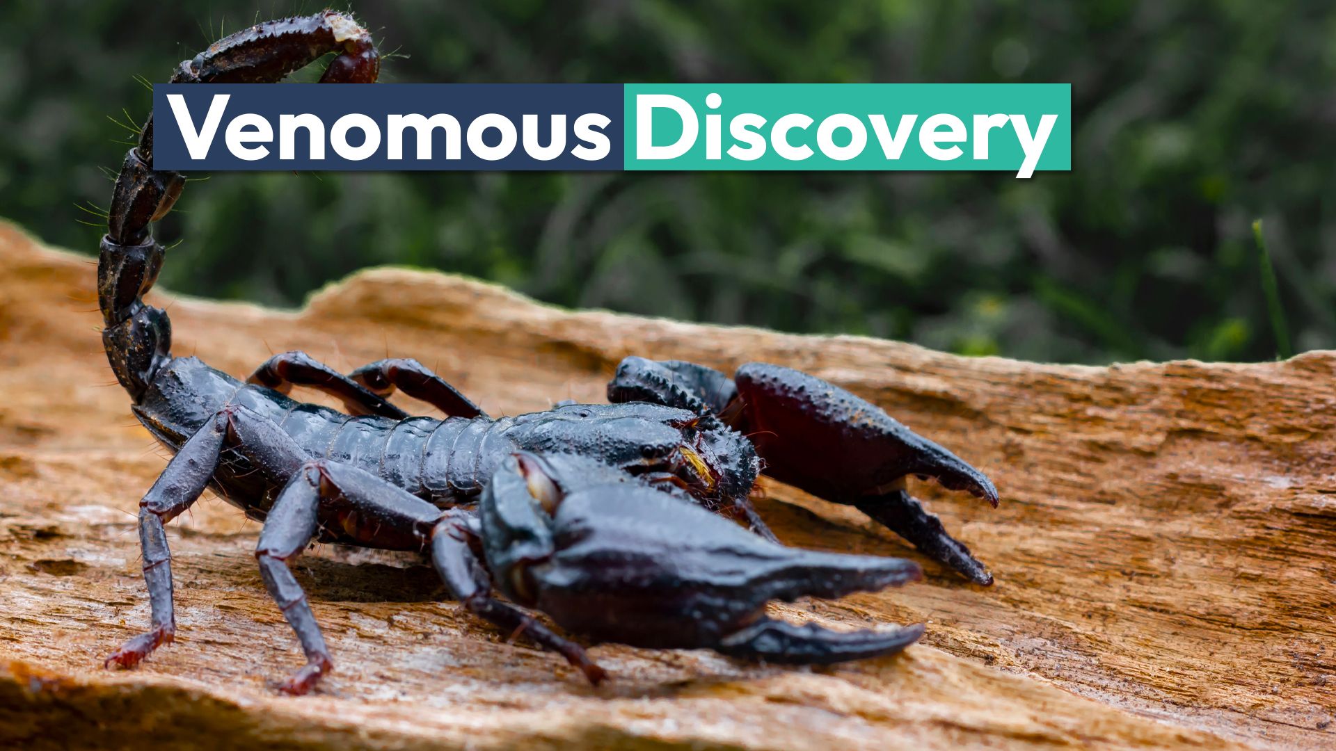 La nueva criatura rara que se está a la espalda de veneno es la primera de su tipo encontrada con esta superpotencia