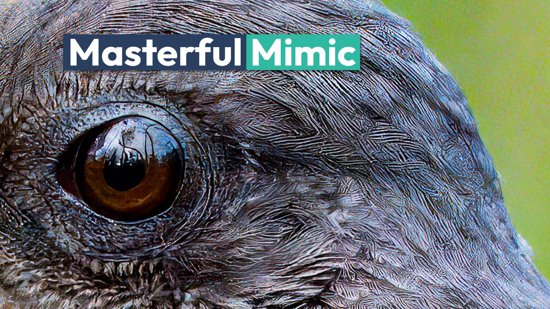 Una de las mímicas más magistrales de la naturaleza es una criatura poco conocida