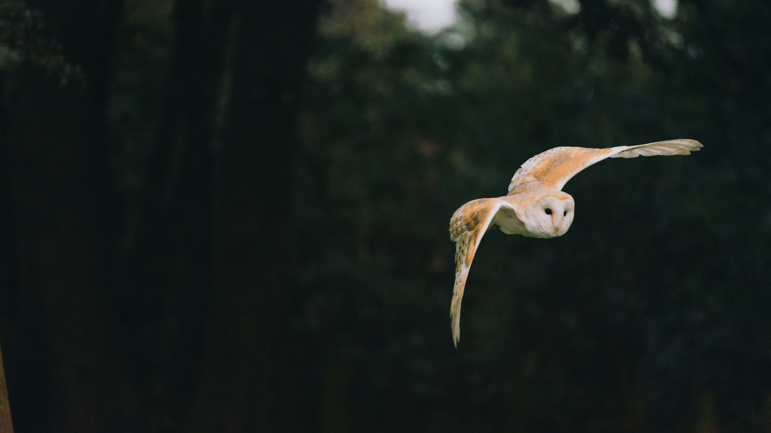 Excelentes celebraciones de búhos toman el vuelo como hilarantes tendencias de error tipográfico