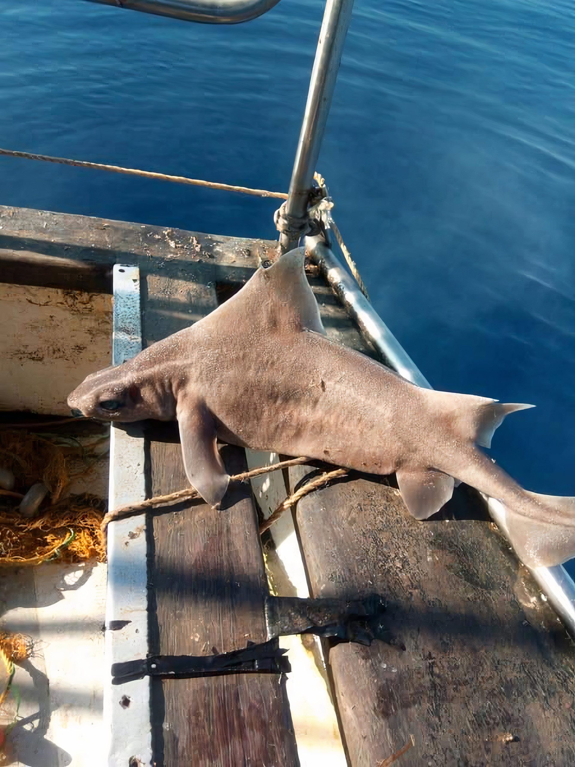 Shark Plus Pig est égal à la créature marine la plus étrange du monde qui grogne réellement