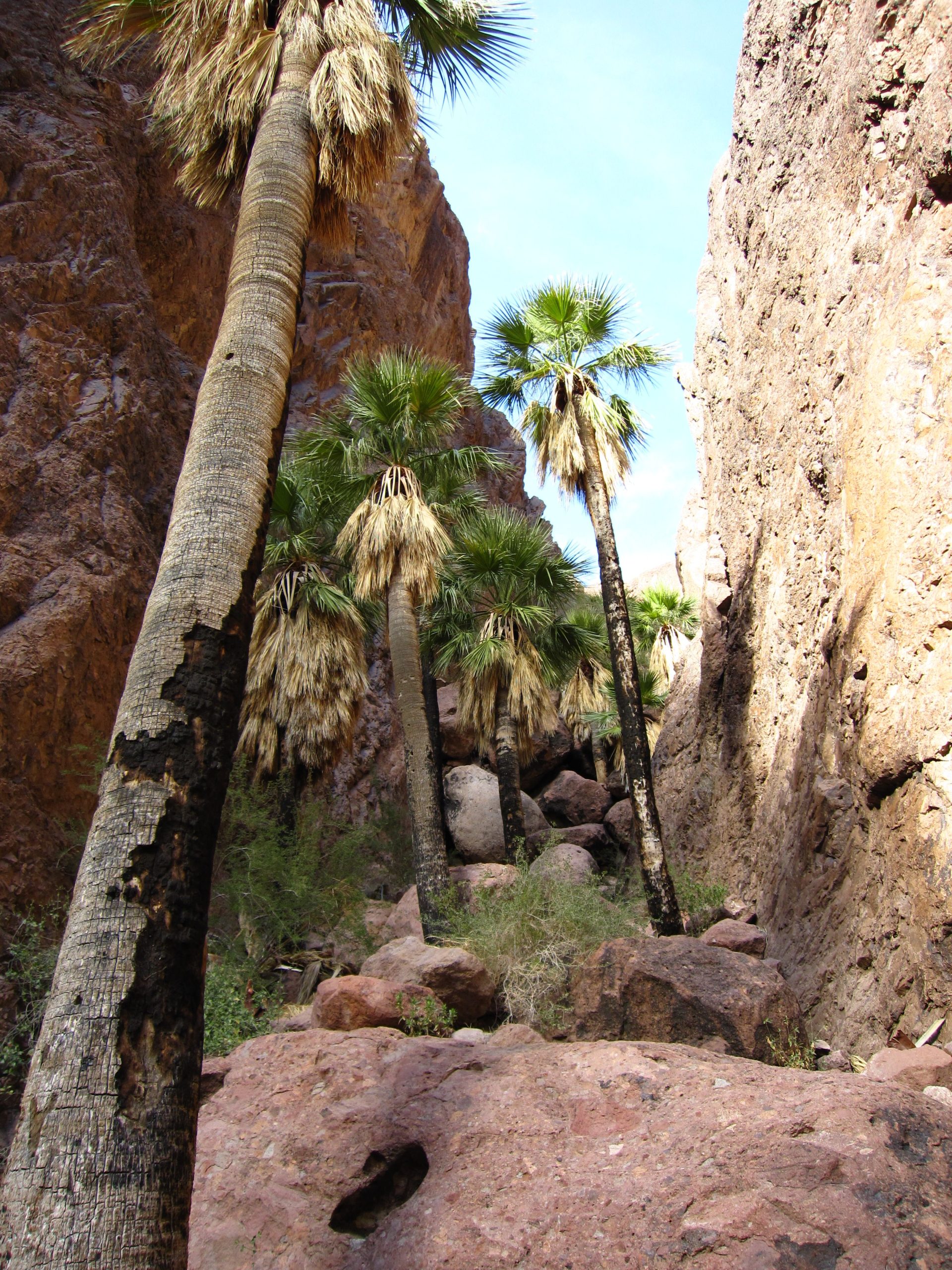 7 caminatas del desierto de Arizona mejor que el parque nacional de Saguaro
