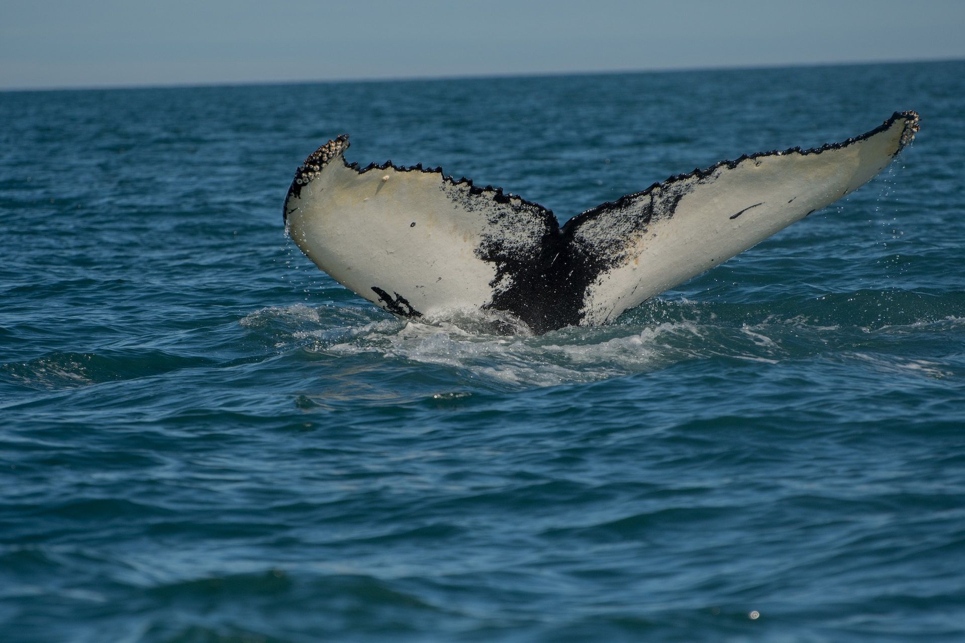Los asistentes a la playa tuvieron bastante sorpresa cuando dos ballenas estaban extremadamente cerca de la orilla
