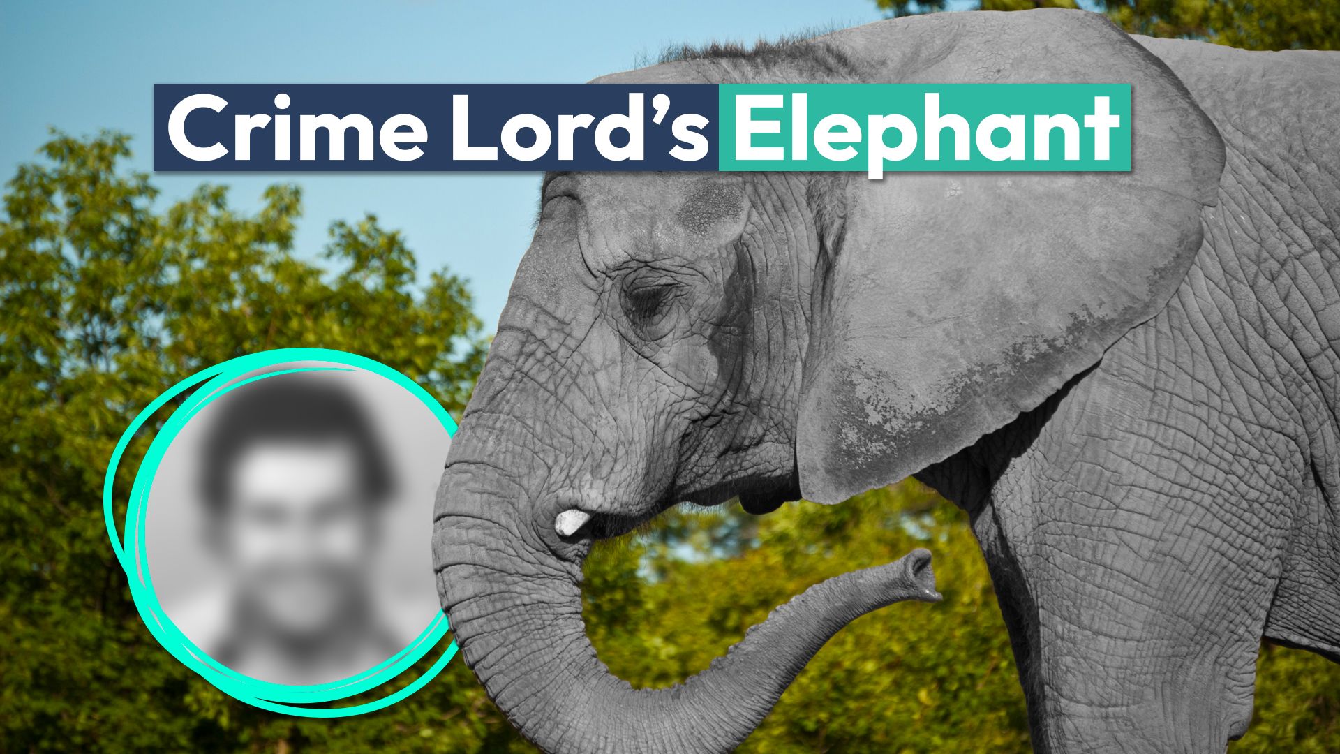 Elefante de estimação de propriedade de um dos senhores do crime mais infame da história morreu