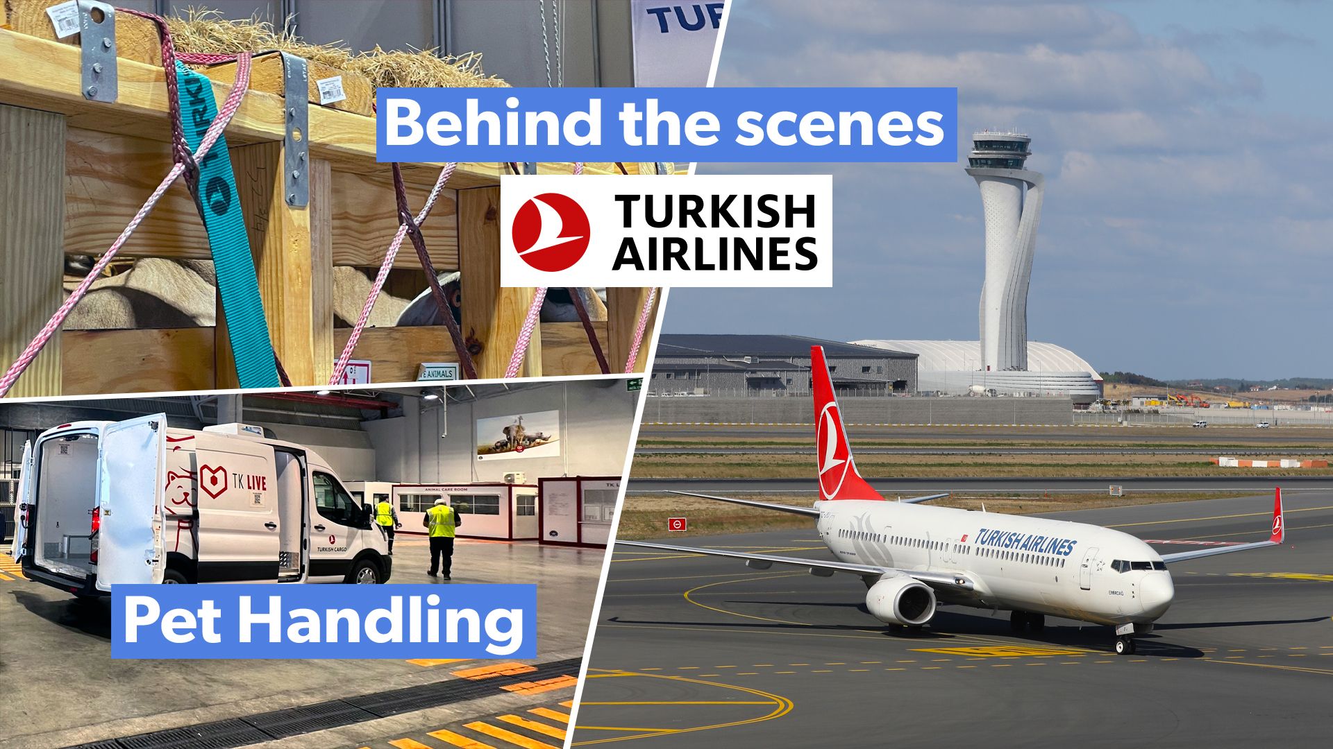 Dentro de las aerolíneas turcas: transporte de animales vivos