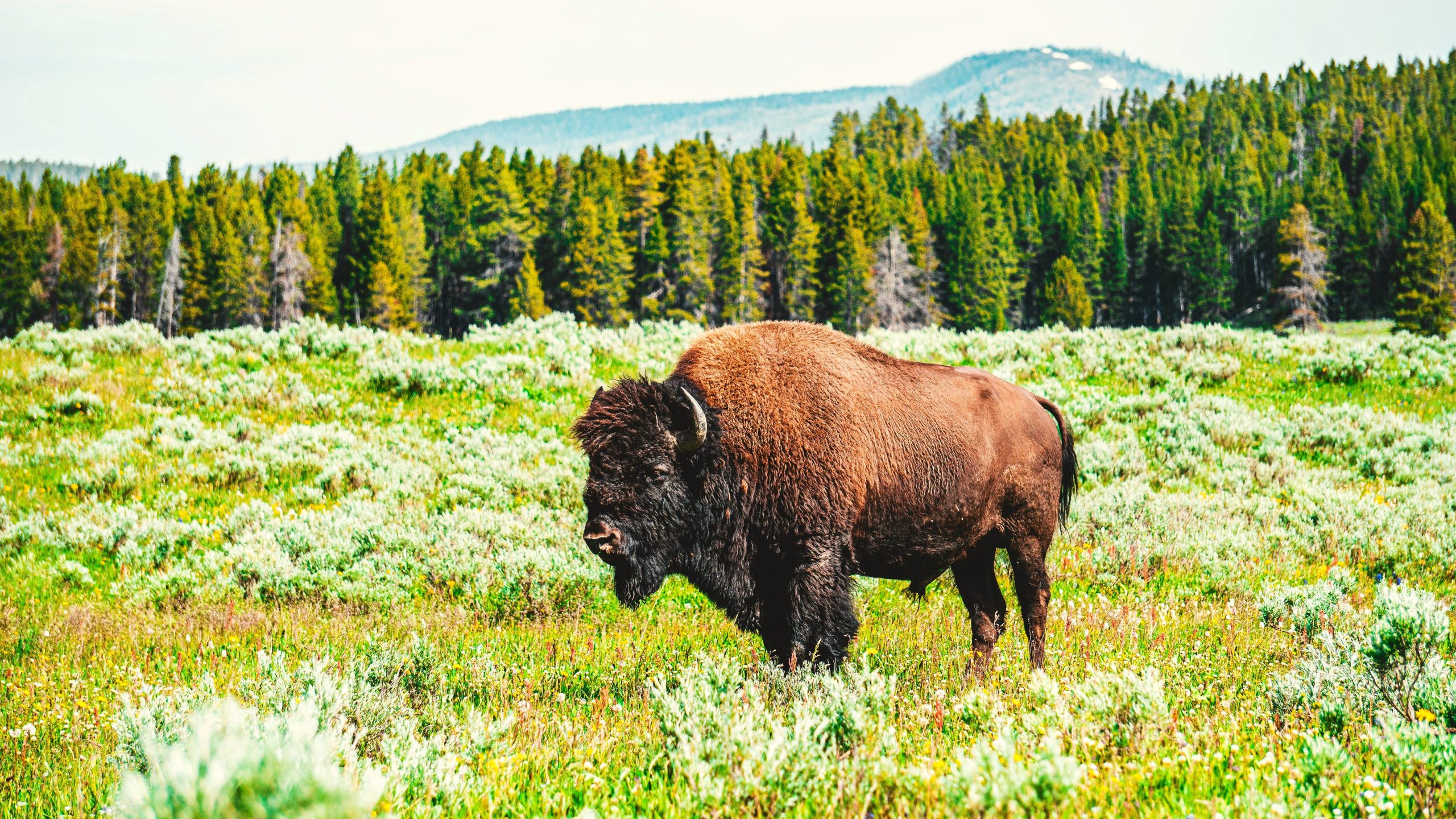 Sautez Yellowstone: Voir Bison dans ce parc d'État de Floride sous-estimé à la place