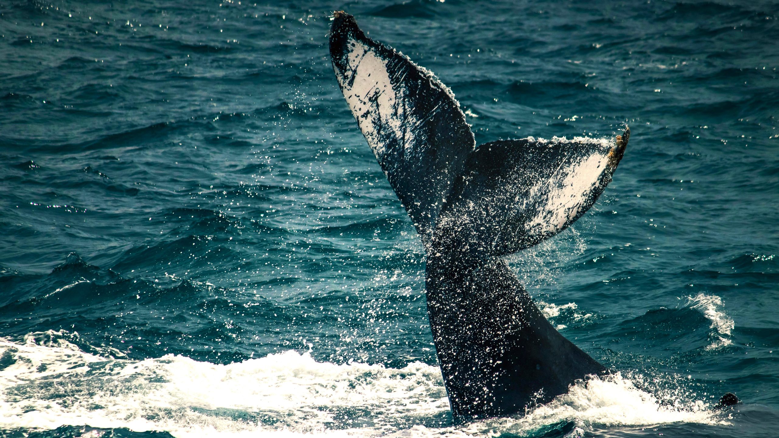 8 mammifères marins massifs qui rôdent encore les océans
