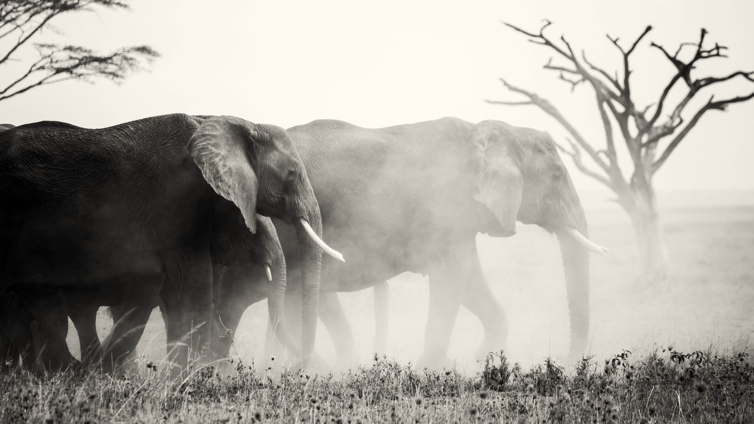 Perché oltre 20 specie si estingueranno ogni giorno