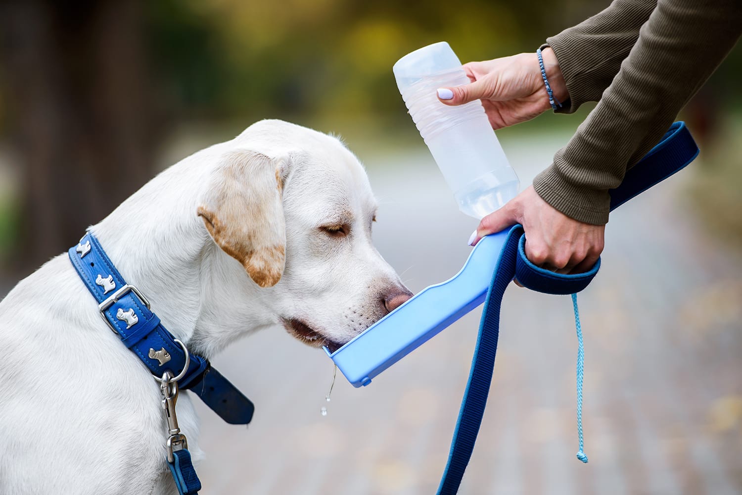 10 meilleures bouteilles d'eau de chien portables pour voyager