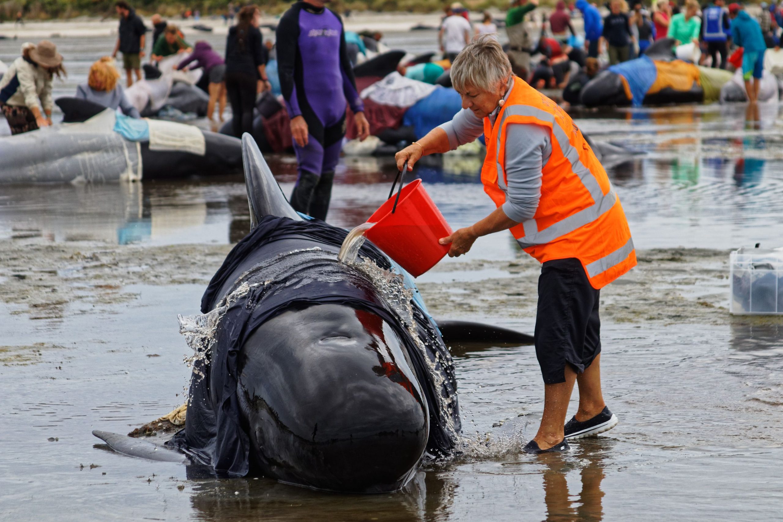 Los neozelandeses se reúnen en la unidad para rescatar la vaina de 30 ballenas piloto después de quedarse varados en la playa