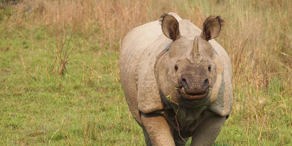 Safaris de Nepal: los 5 mejores lugares para ver la vida silvestre