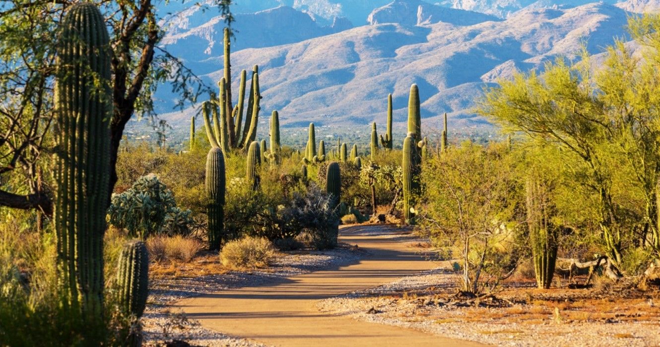 7 mejores ciudades pequeñas cerca del Parque Nacional Saguaro