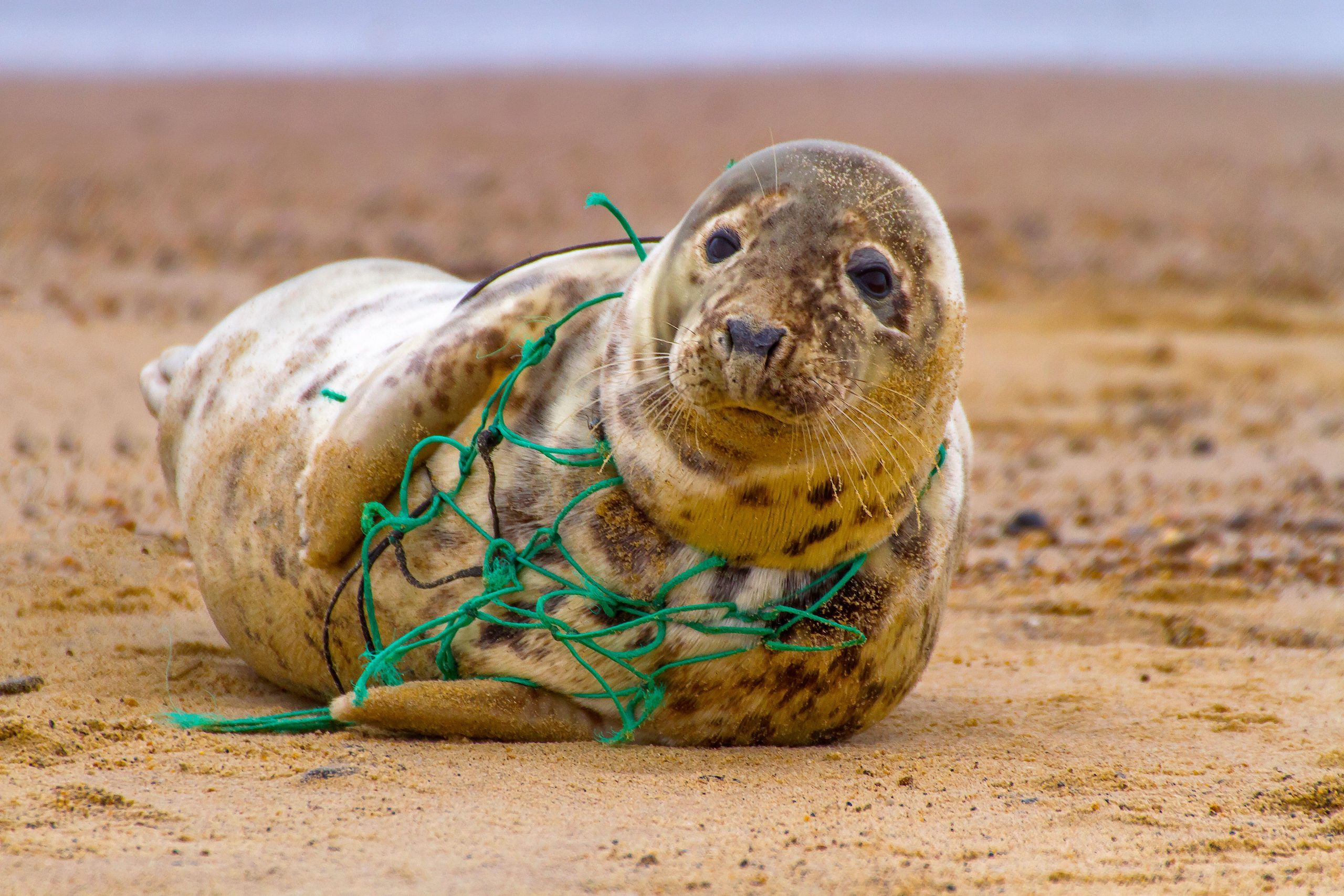 Una misión de rescate de vida silvestre de emergencia ocurrió cuando un equipo vio a un animal en apuros en el agua
