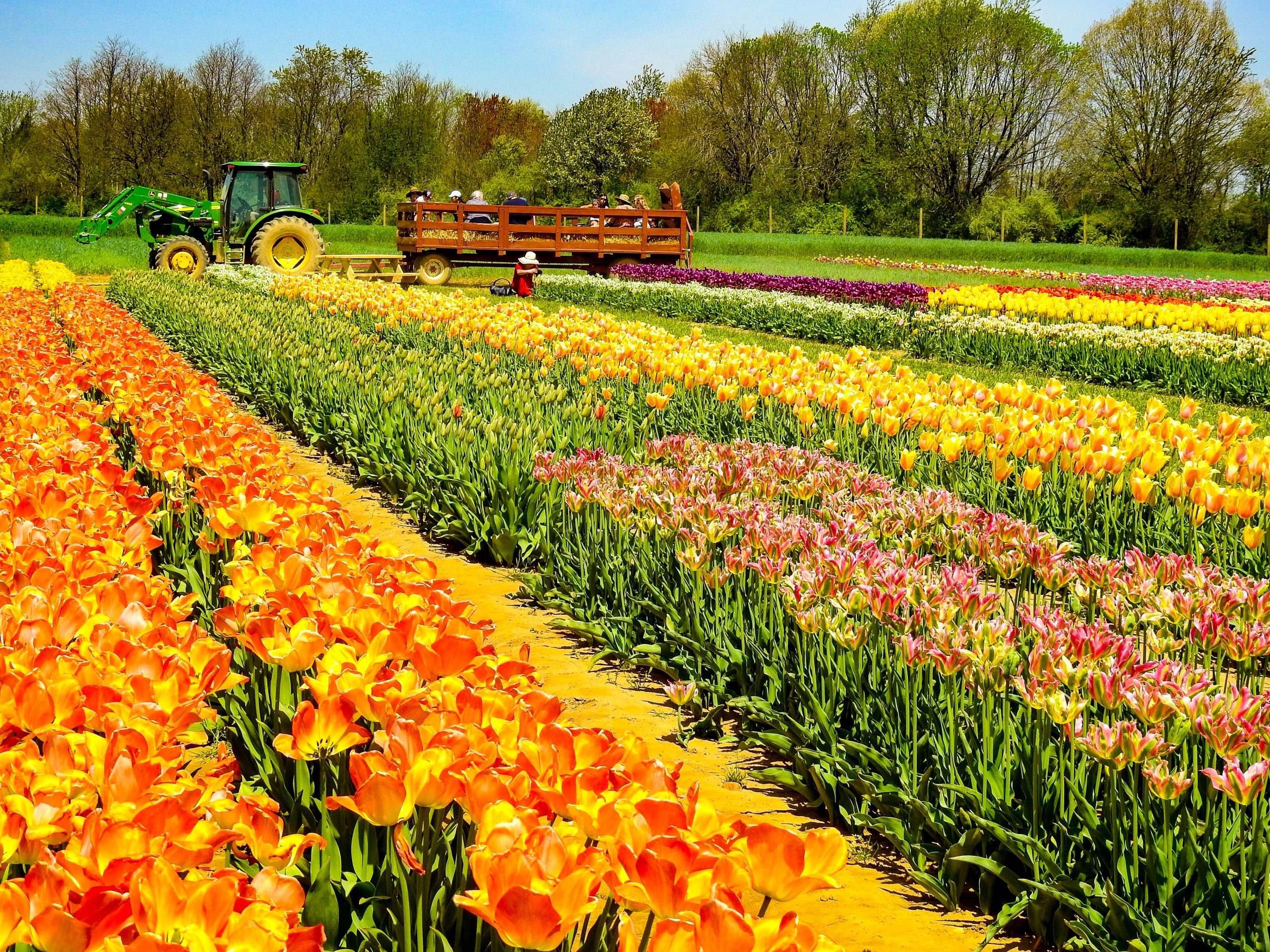 Nueva Jersey tiene una "mini holanda" que se siente como los Países Bajos en la temporada de tulipán holandés
