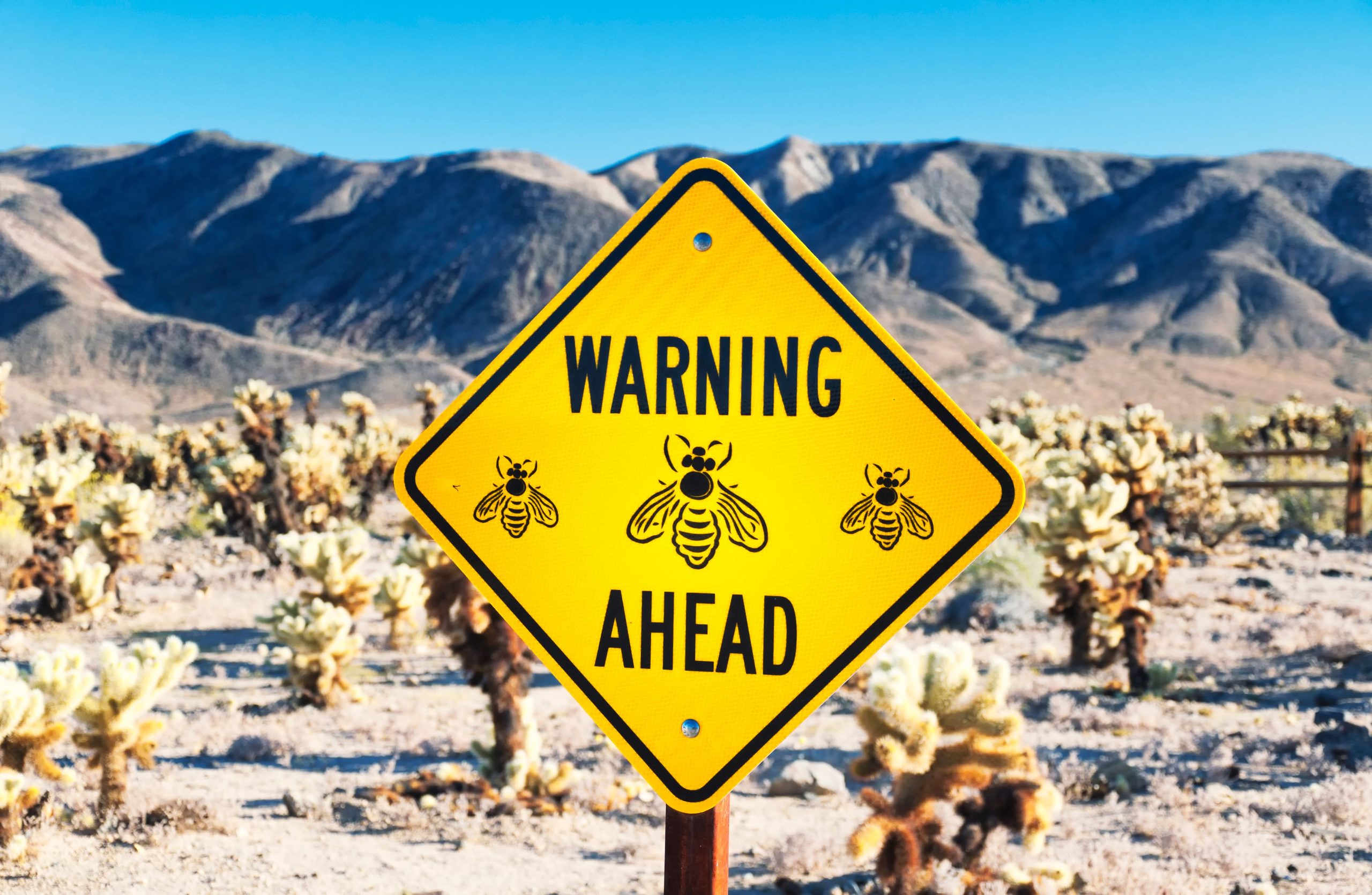 Peut-être ne pas ignorer les avertissements de sécurité: comment j'ai survécu à une attaque des abeilles du parc national de Joshua Tree