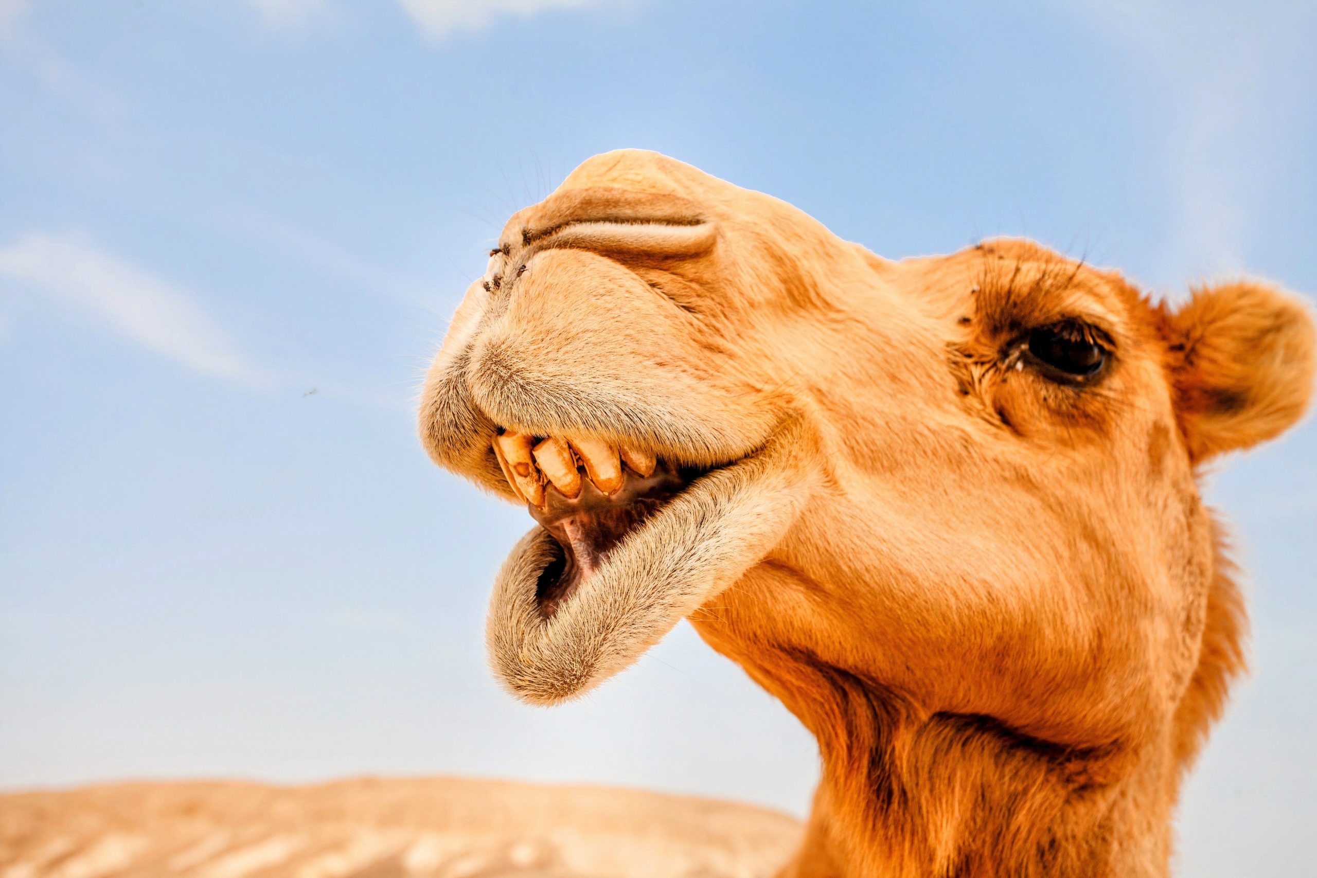 Una mandria di cammelli selvatici vaga per questo paese inaspettato