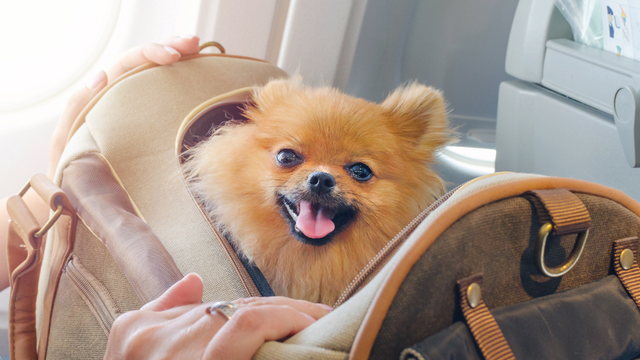 Política de mascotas de Spirit Airlines: 5 cosas que saber