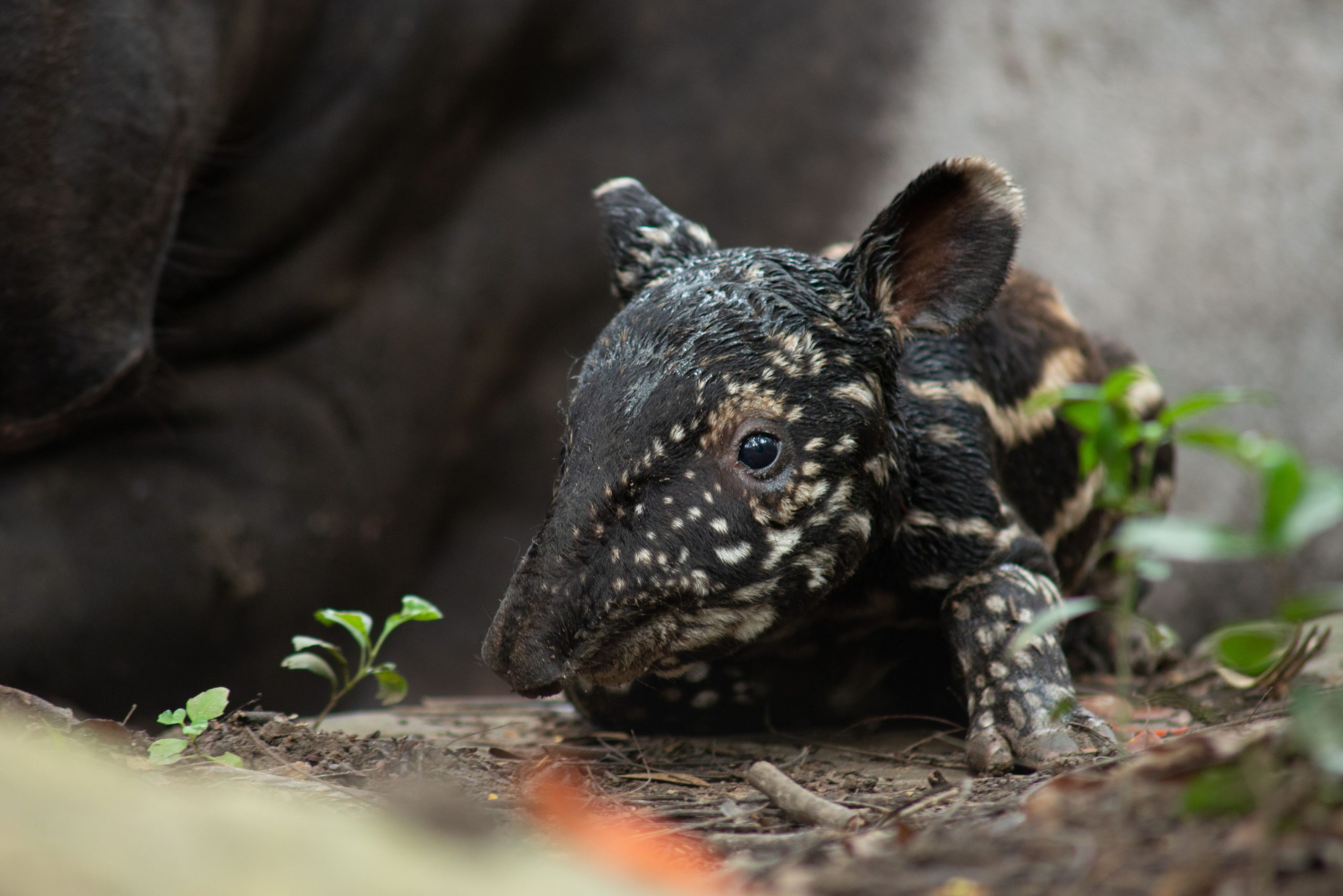 Après que le plus grand mammifère continental a refait surface plus de 100 ans plus tard, un autre tapir rare est né à Washington