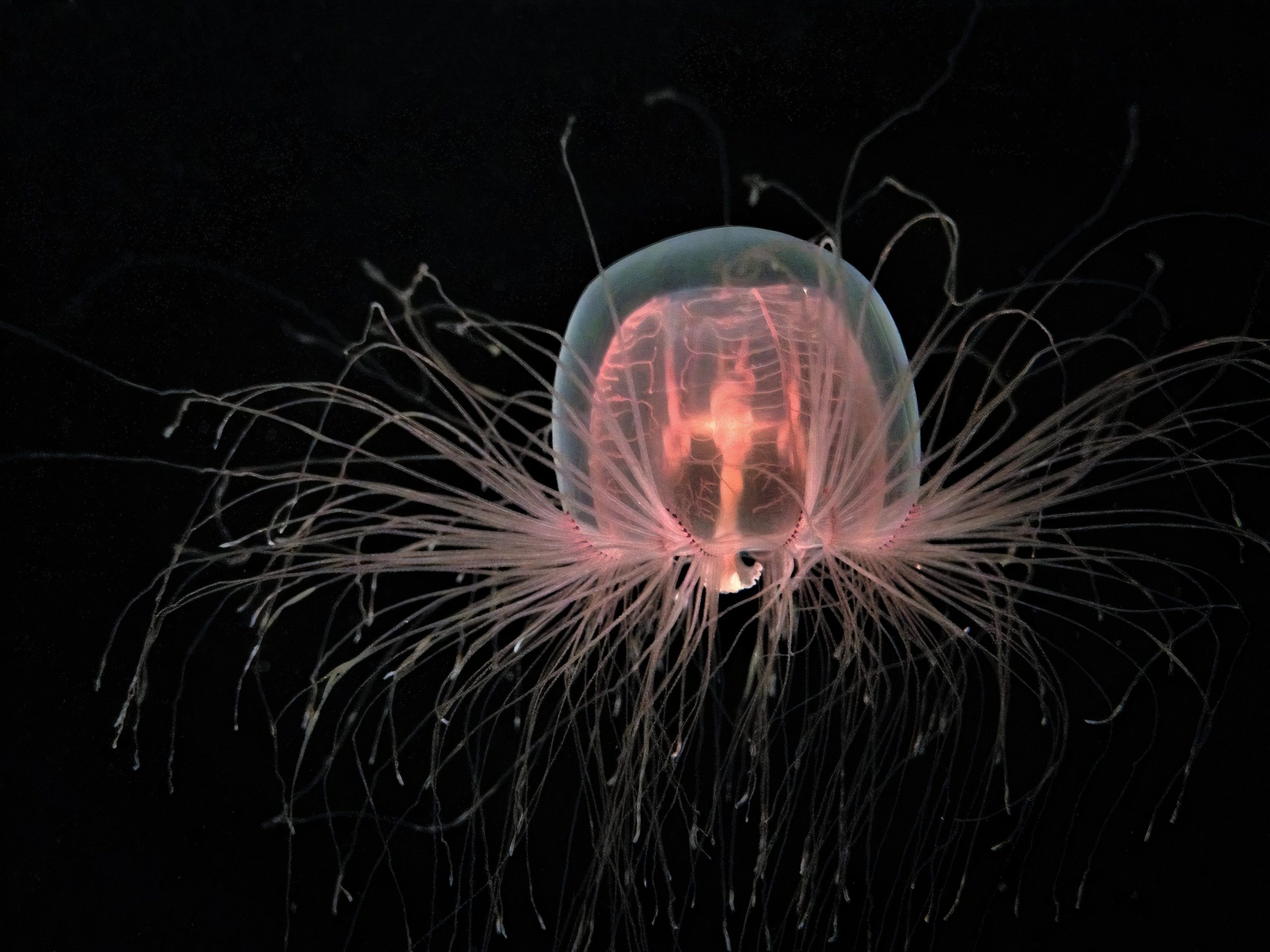 10 animaux vivants les plus longs sur terre