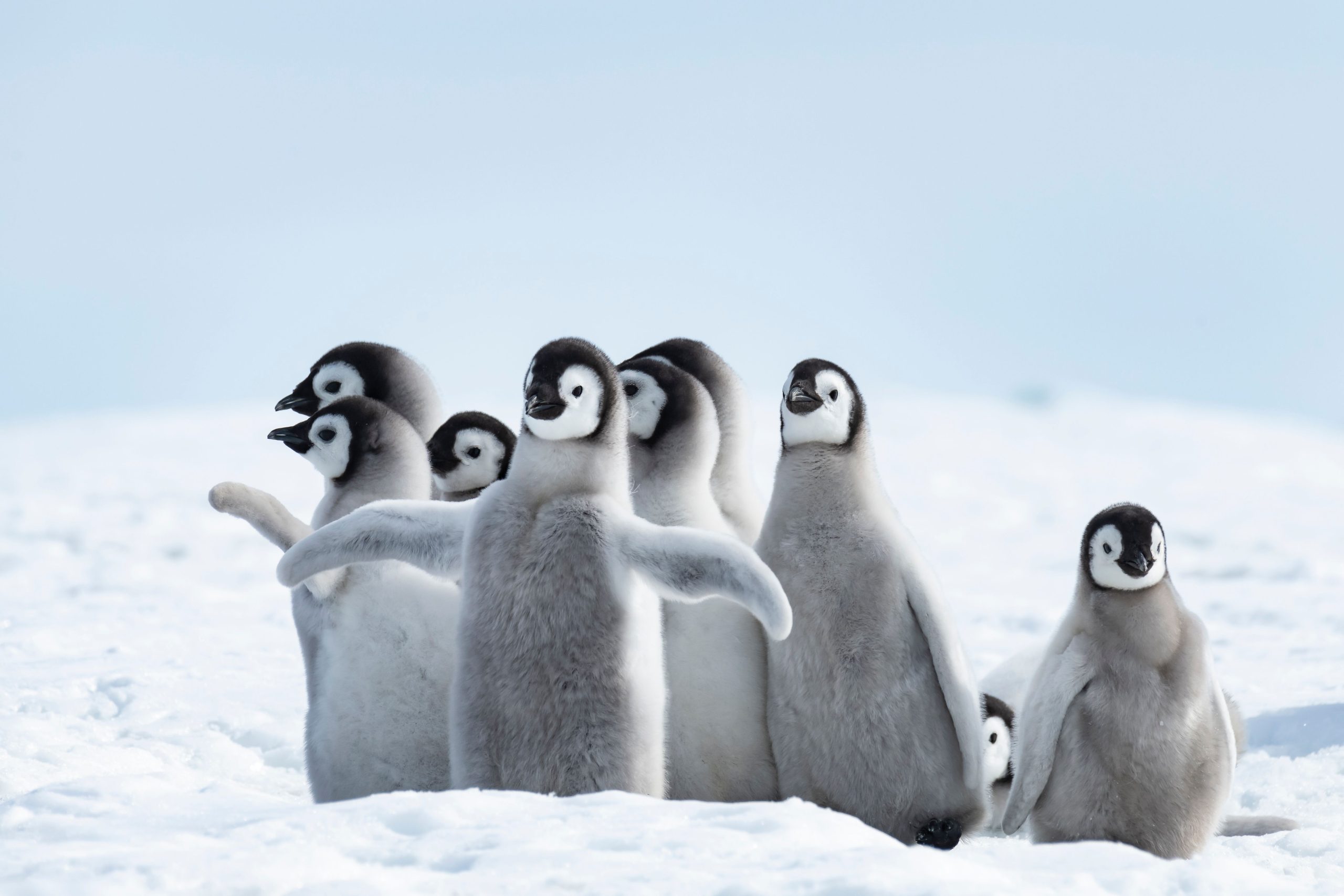 El anfitrión de 'Secrets of the Penguins' de National Geographic, Bertie Gregory, discute el momento en que atrapó a Penguin Chicks haciendo algo extraordinario en cámara