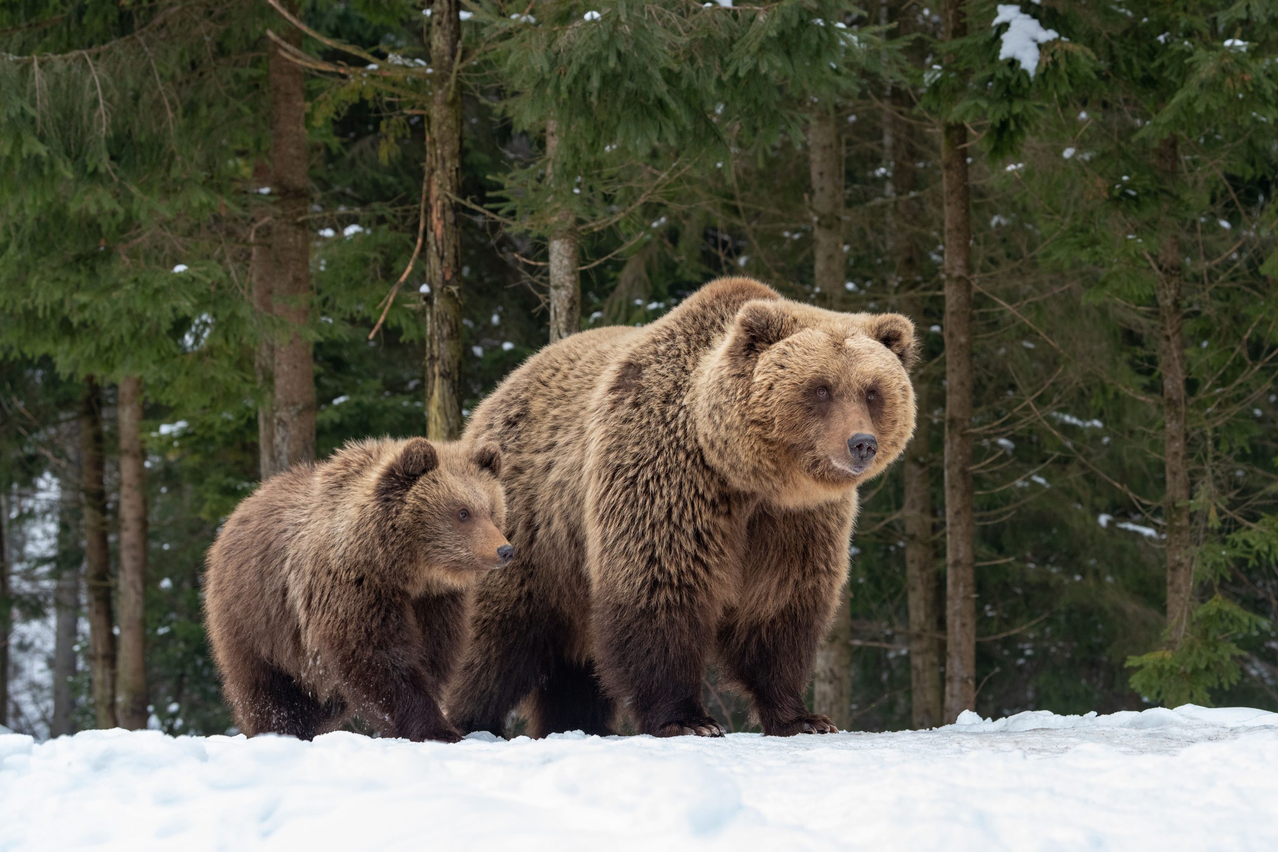 Questi animali mangiano i loro bambini in questi luoghi selvaggi