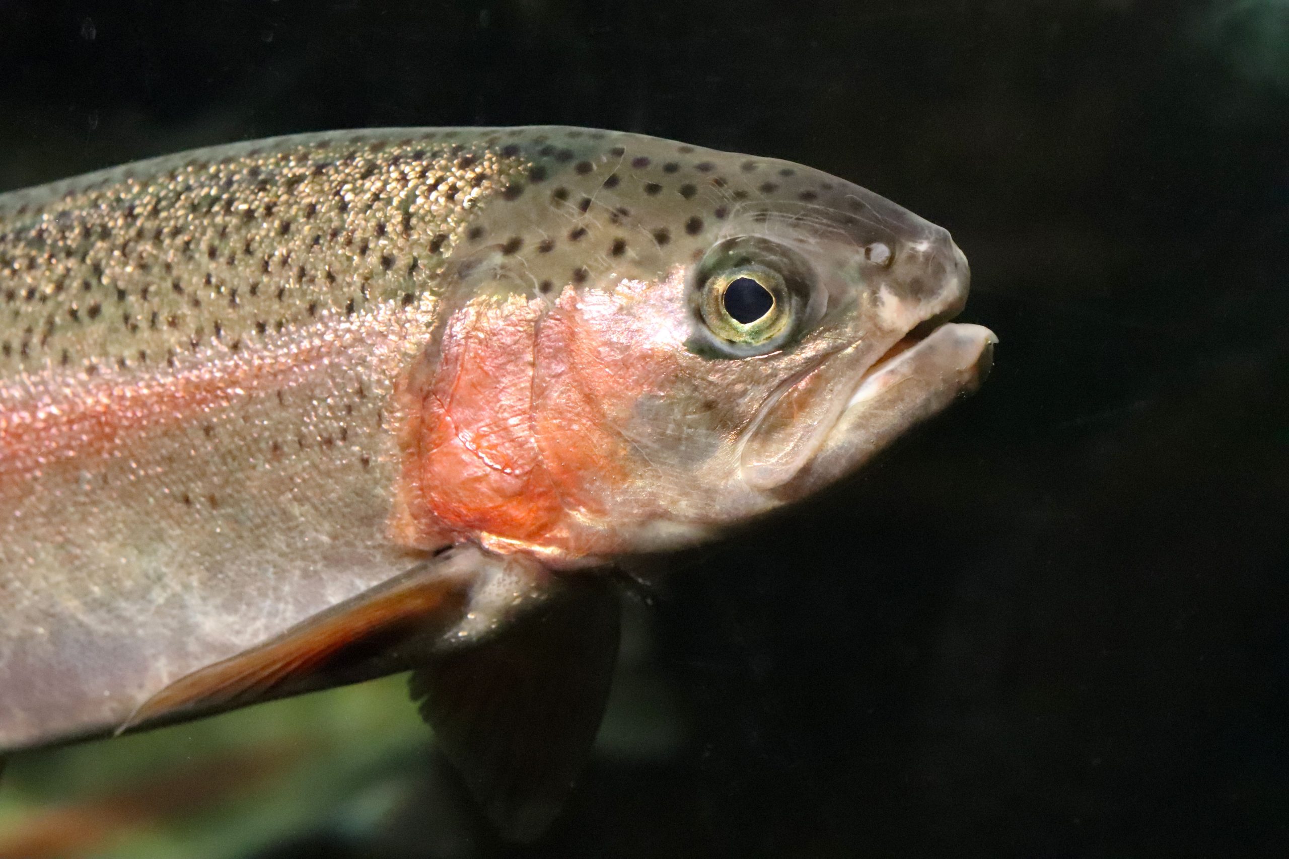 As equipes de resgate correm contra o relógio para salvar espécies ameaçadas da zona de queimadura de La Wildfire